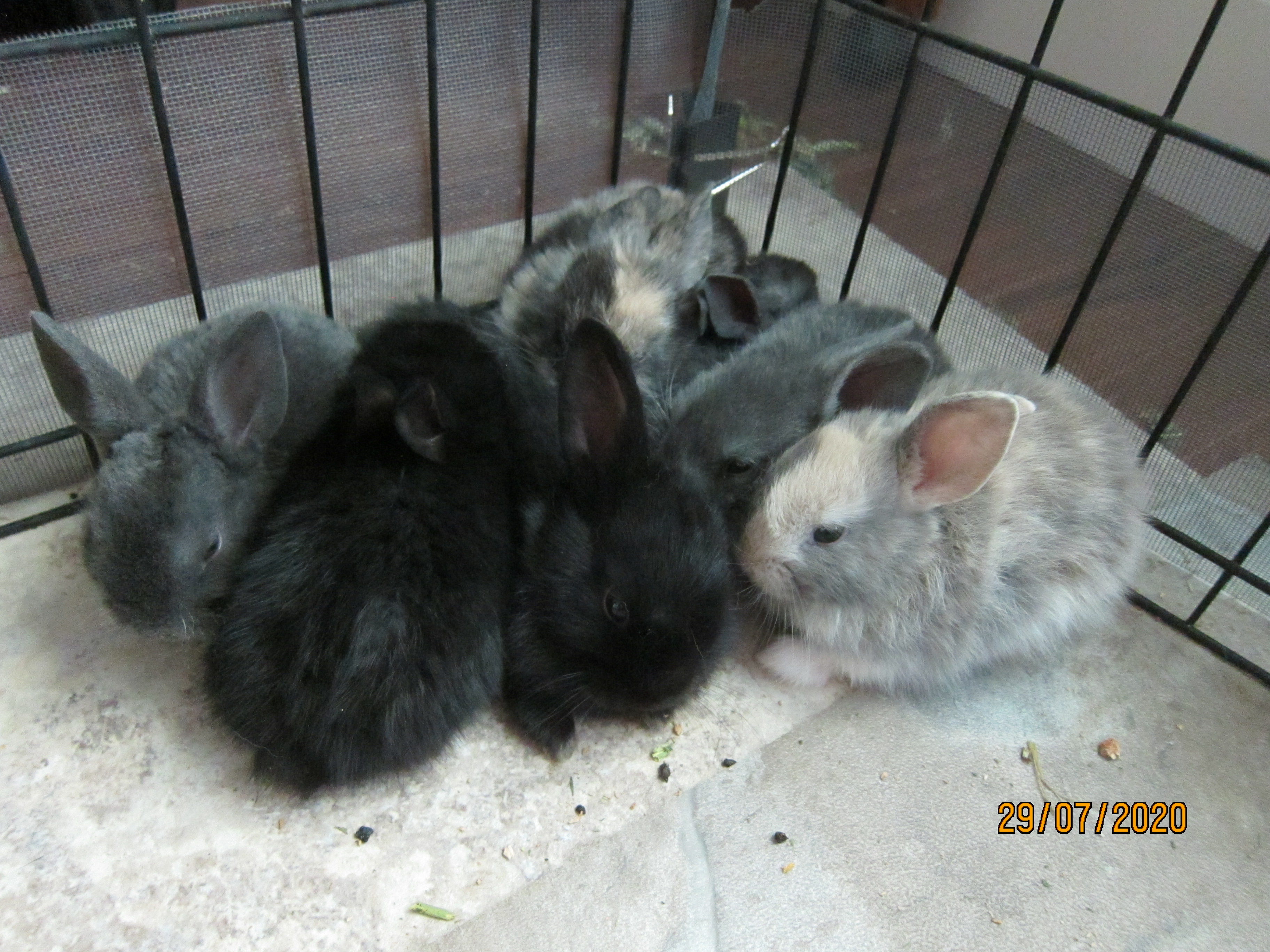 Newborn Bunnies from July 21- 31, 2020