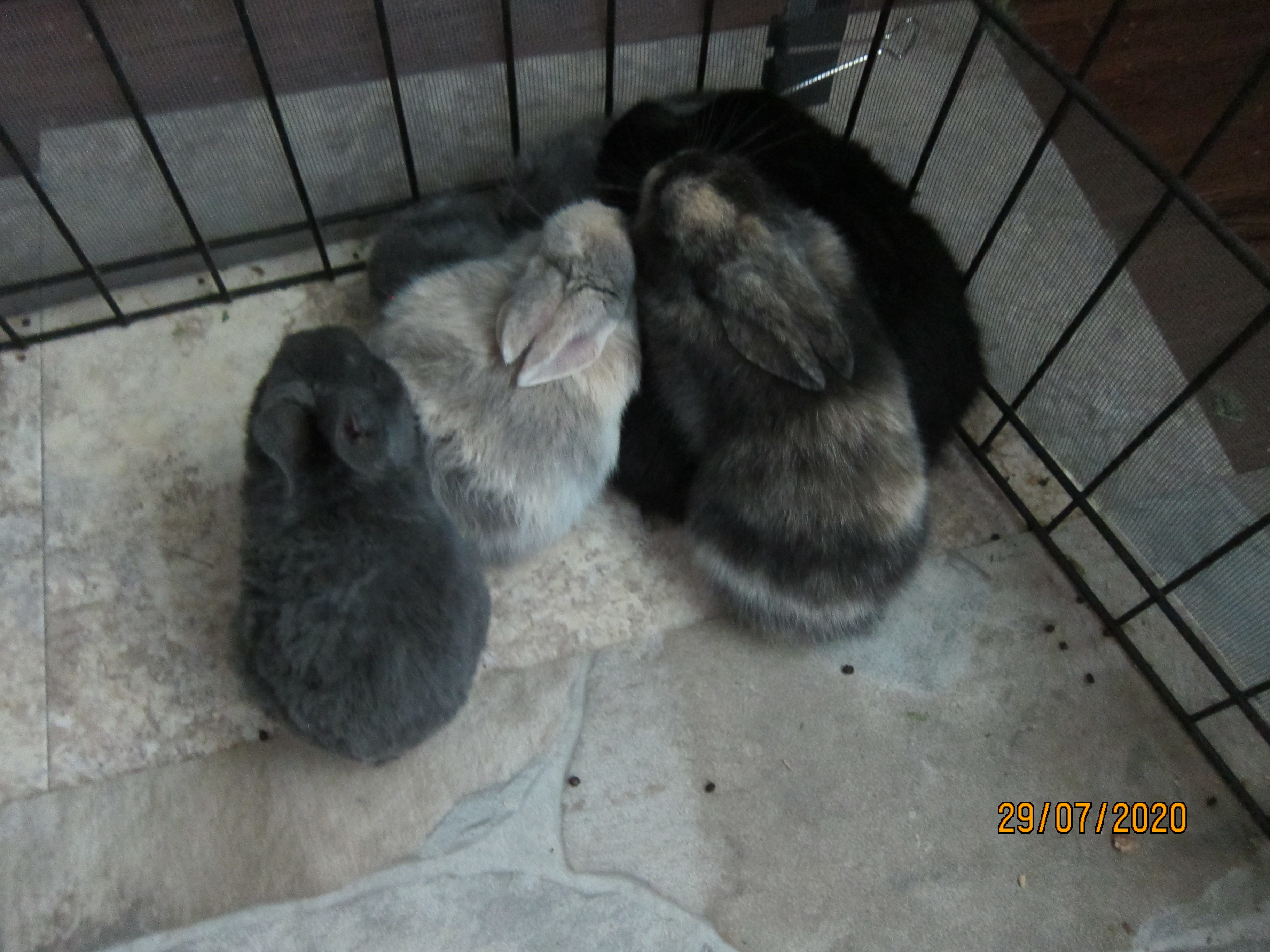 Newborn Bunnies from July 21- 31, 2020