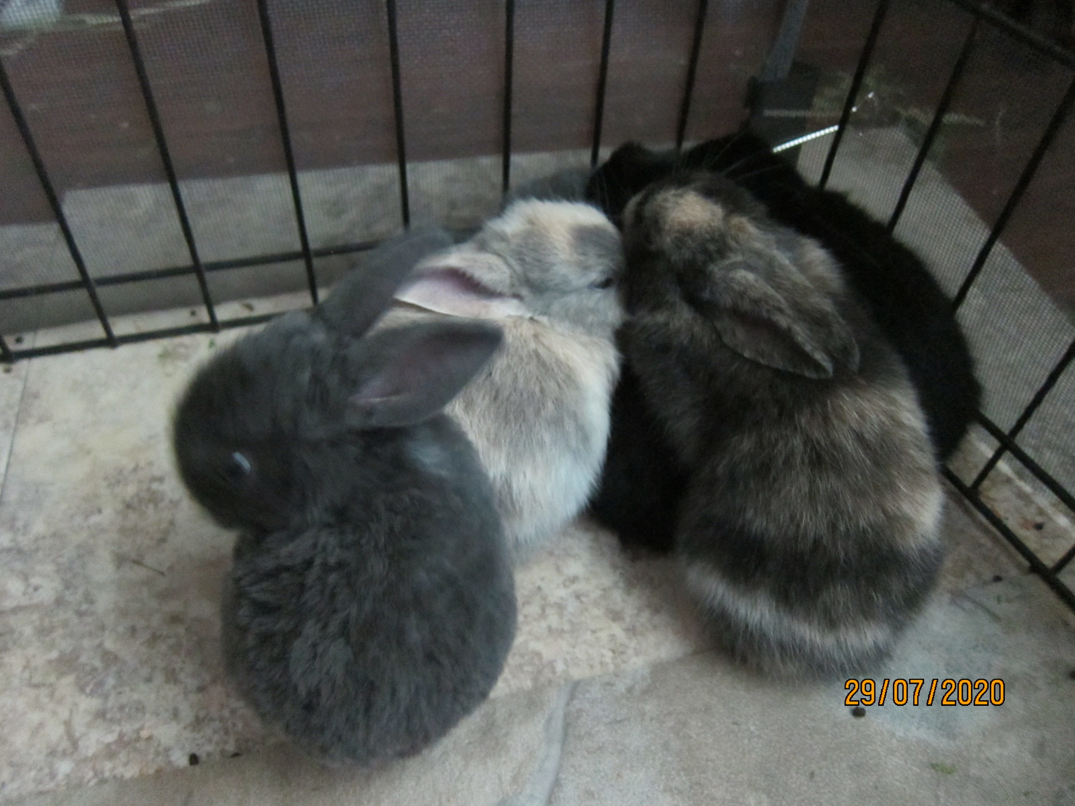 Newborn Bunnies from July 21- 31, 2020