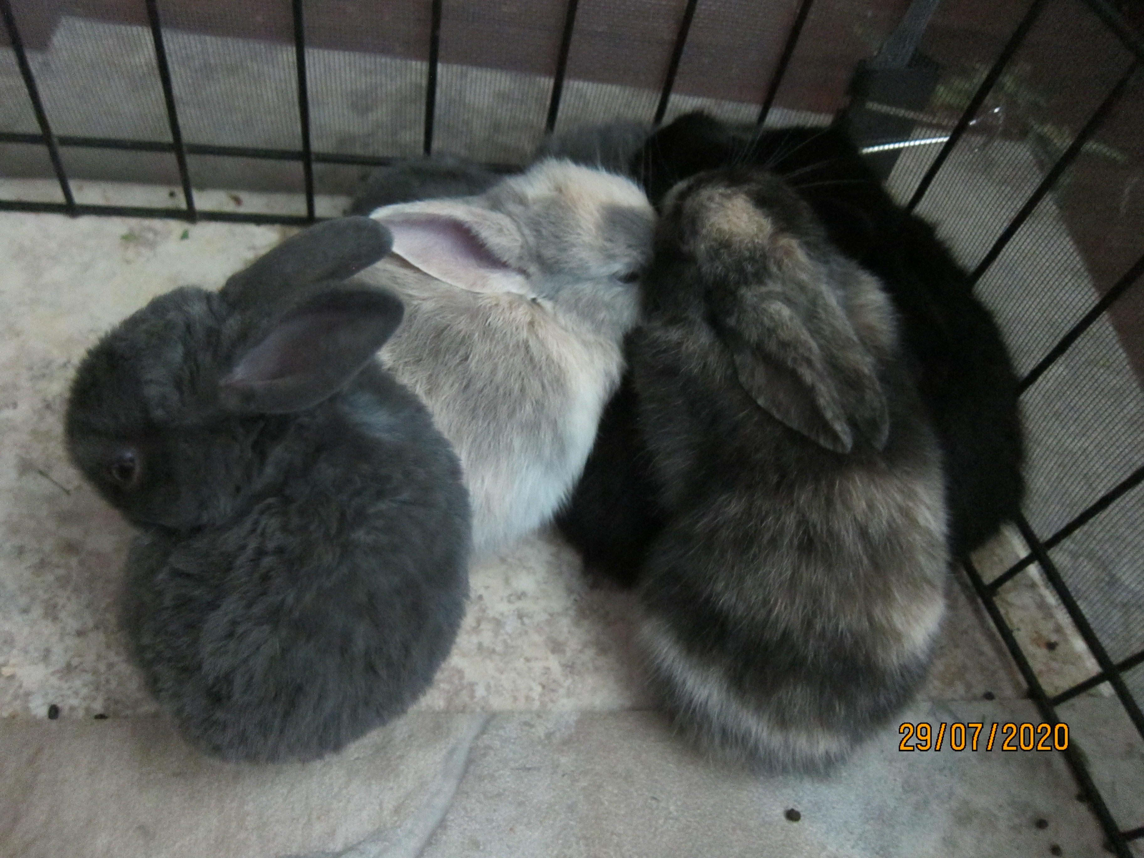 Newborn Bunnies from July 21- 31, 2020