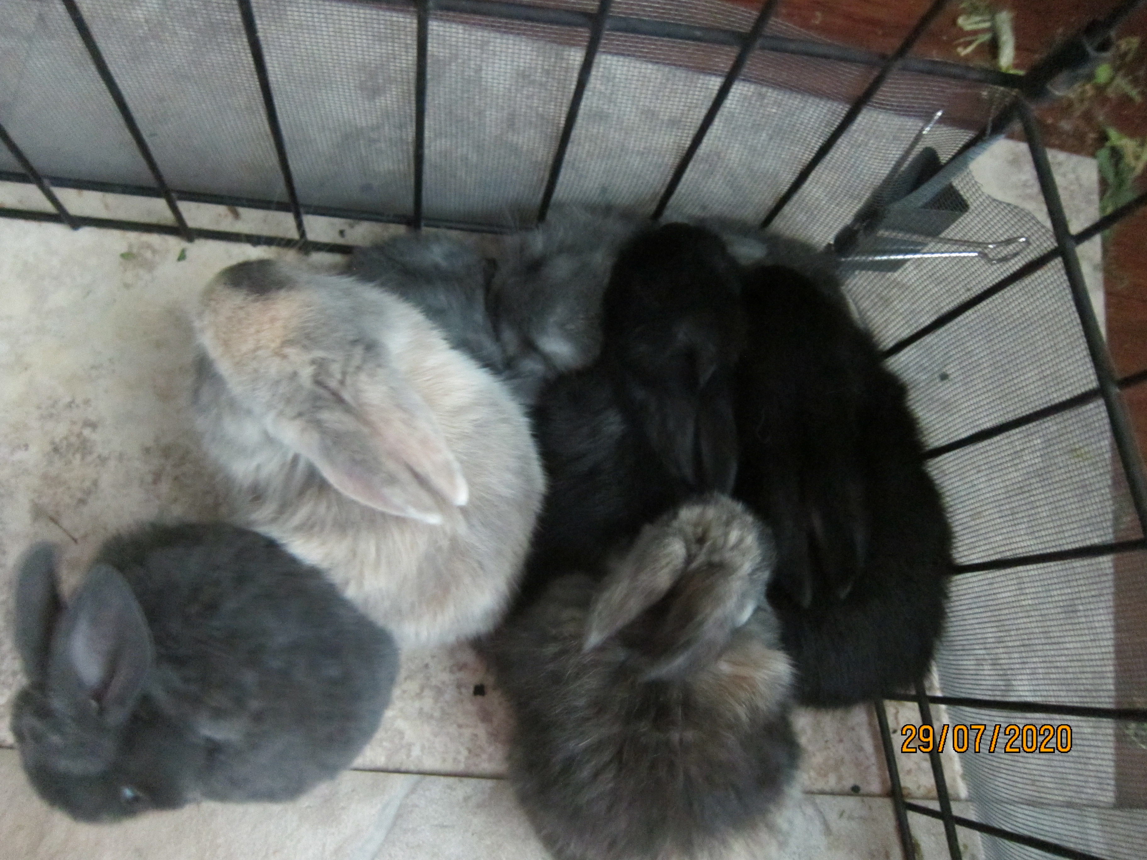 Newborn Bunnies from July 21- 31, 2020