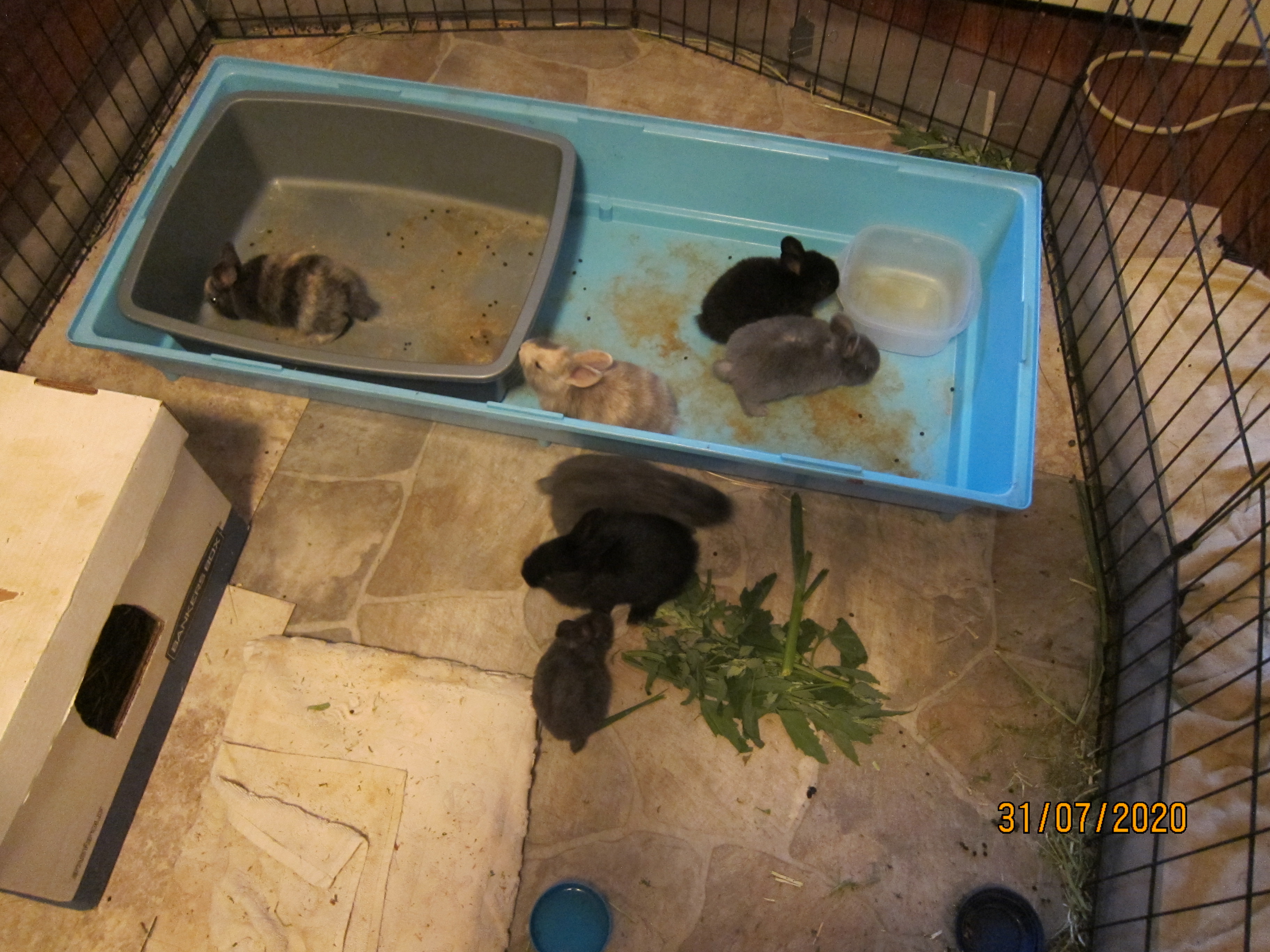 Newborn Bunnies from July 21- 31, 2020