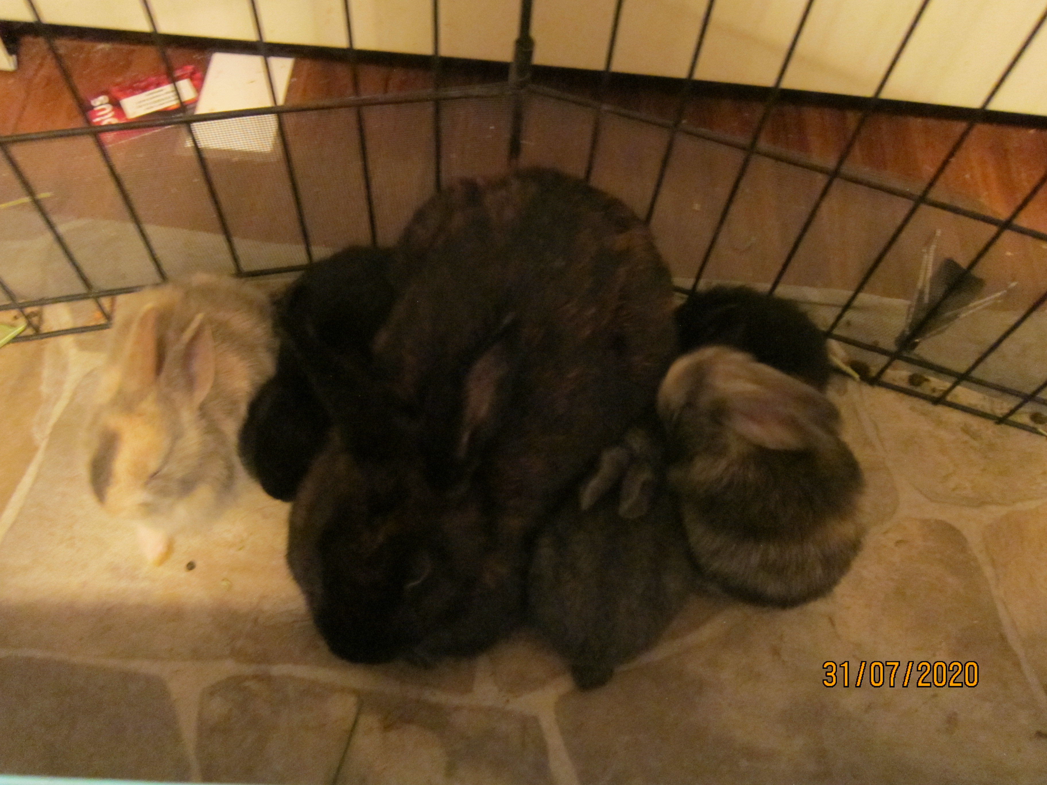 Newborn Bunnies from July 21- 31, 2020