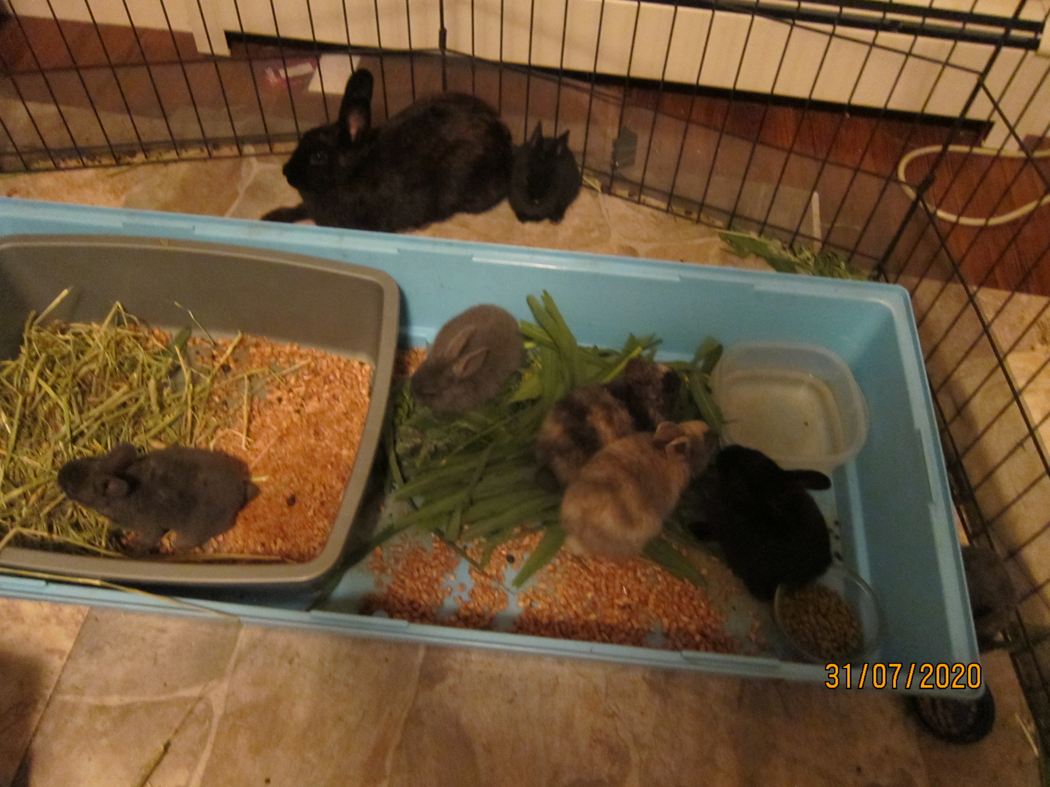 Newborn Bunnies from July 21- 31, 2020