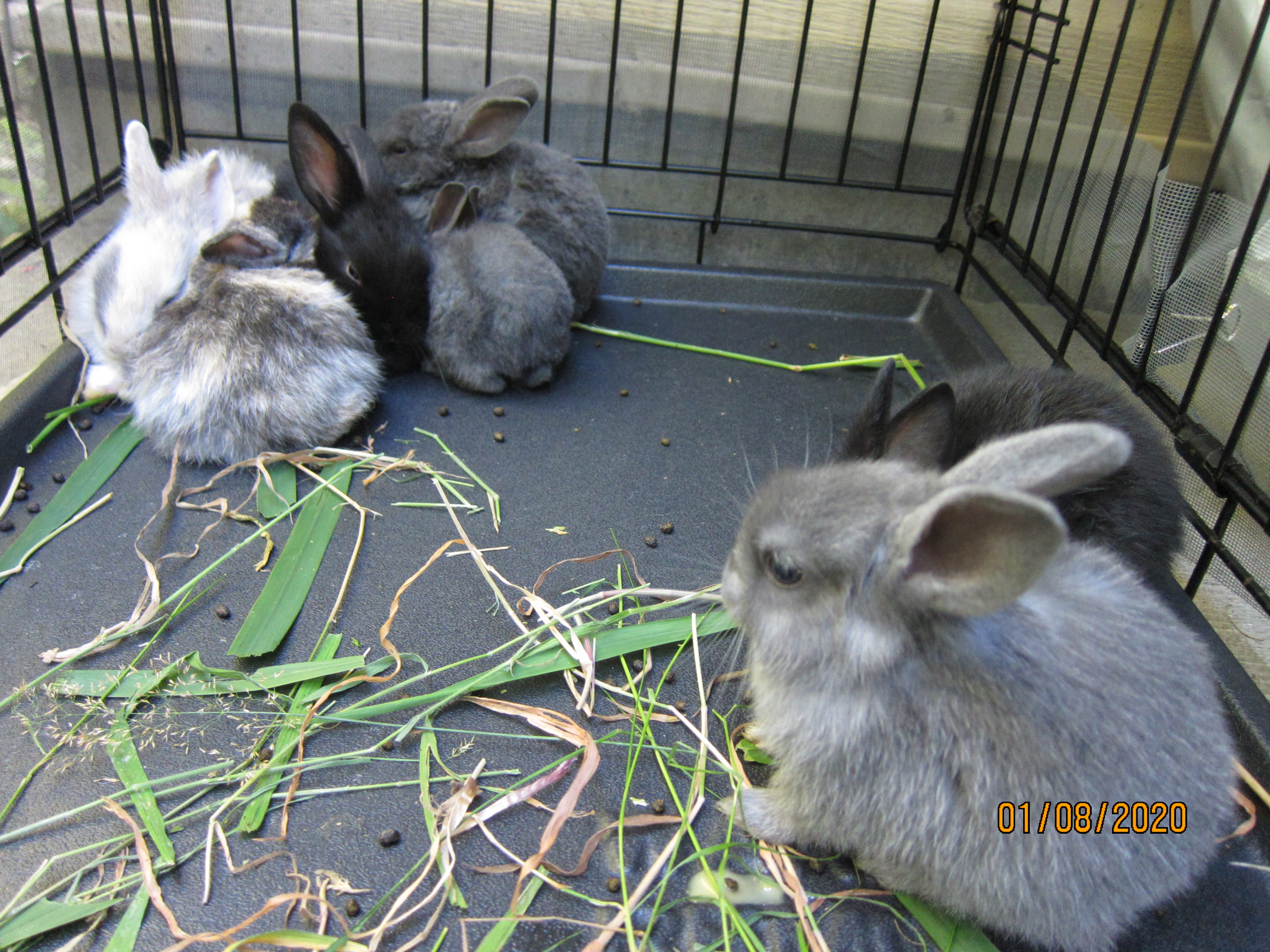 1 month old bunnies