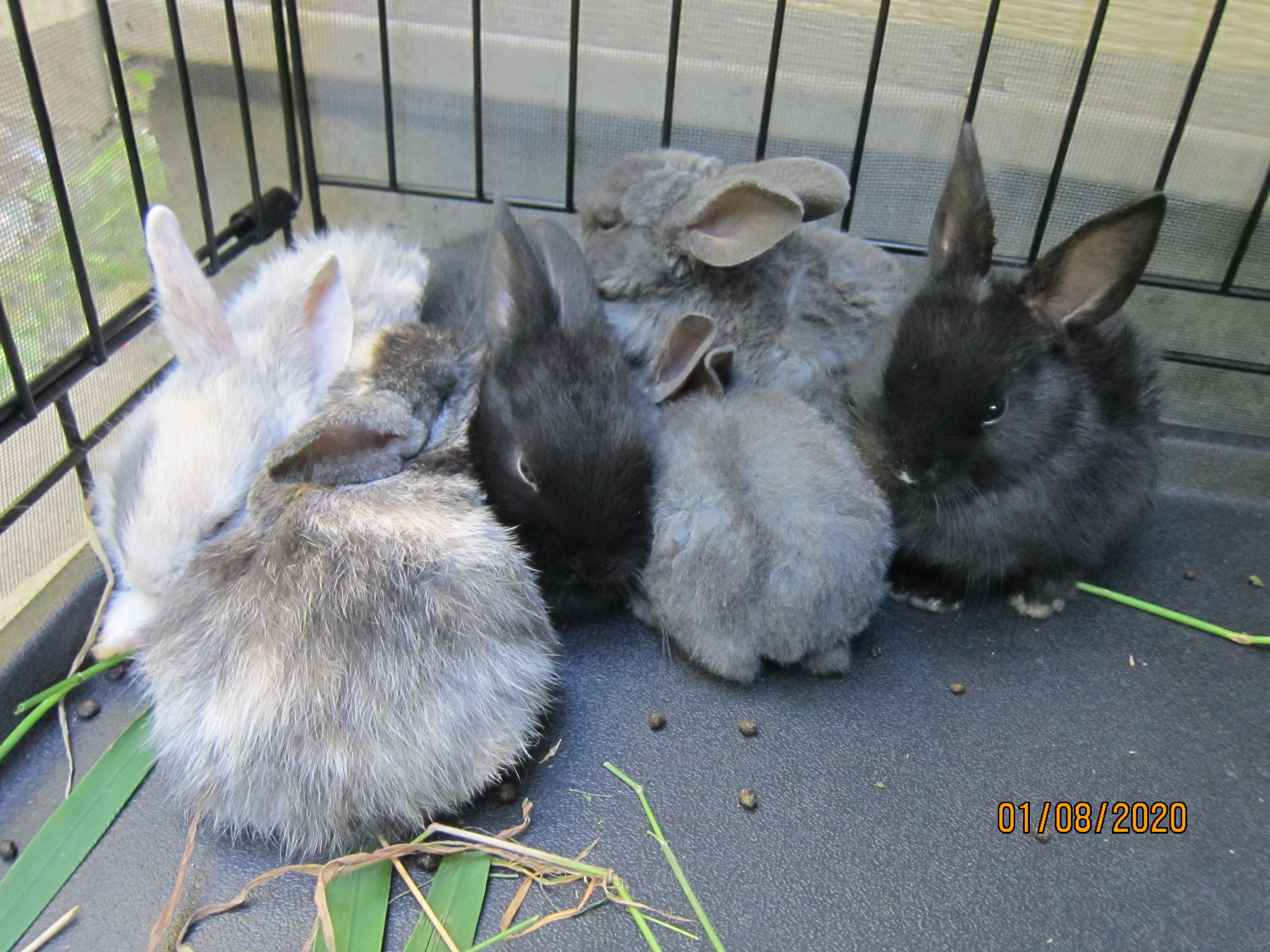 1 month old bunnies