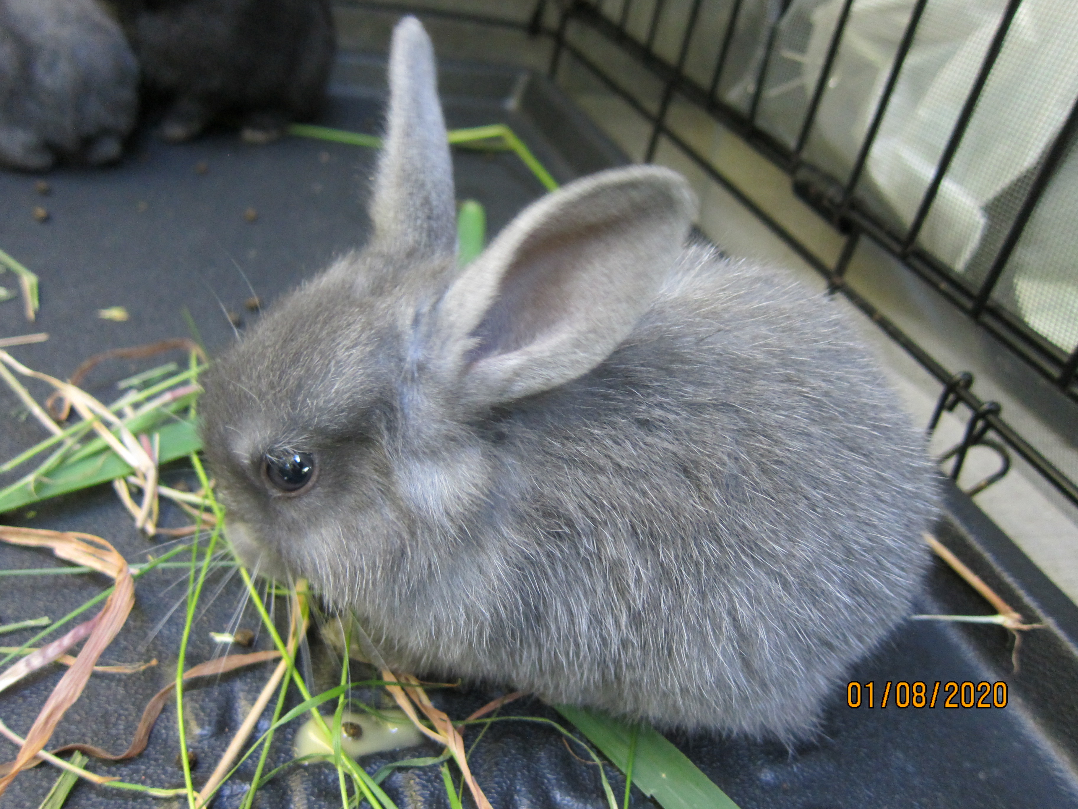 1 month old bunnies