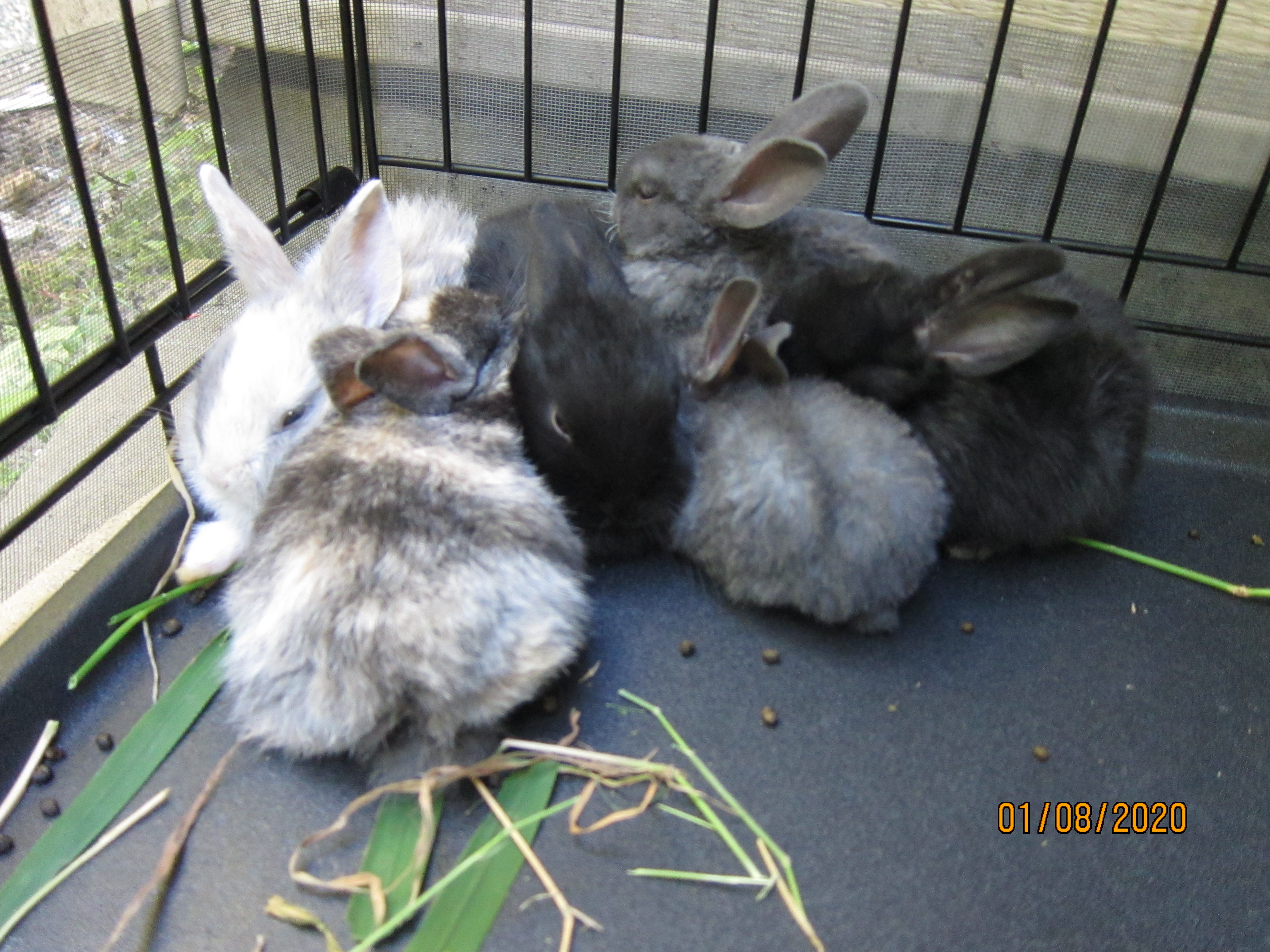 1 month old bunnies