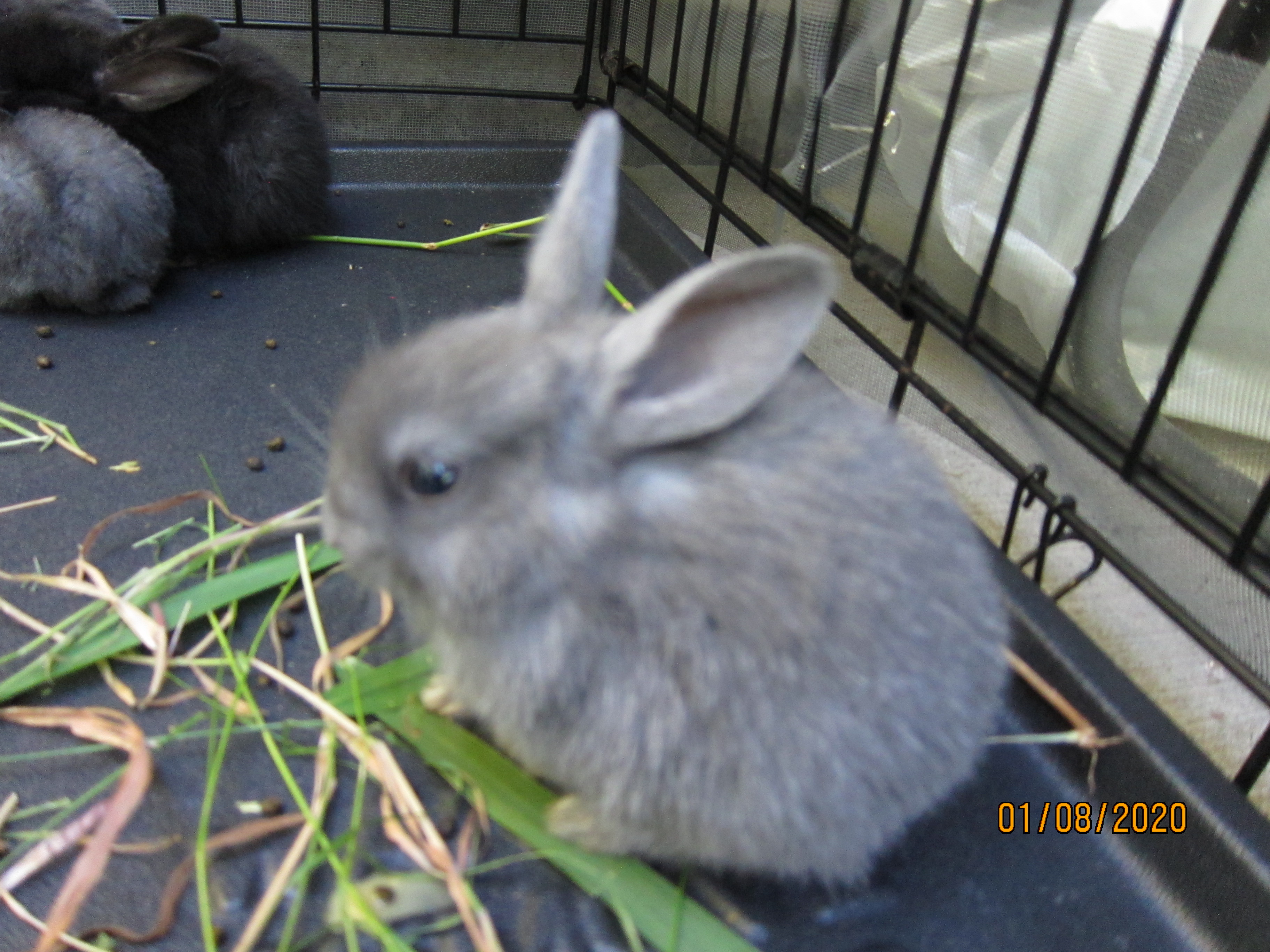 1 month old bunnies