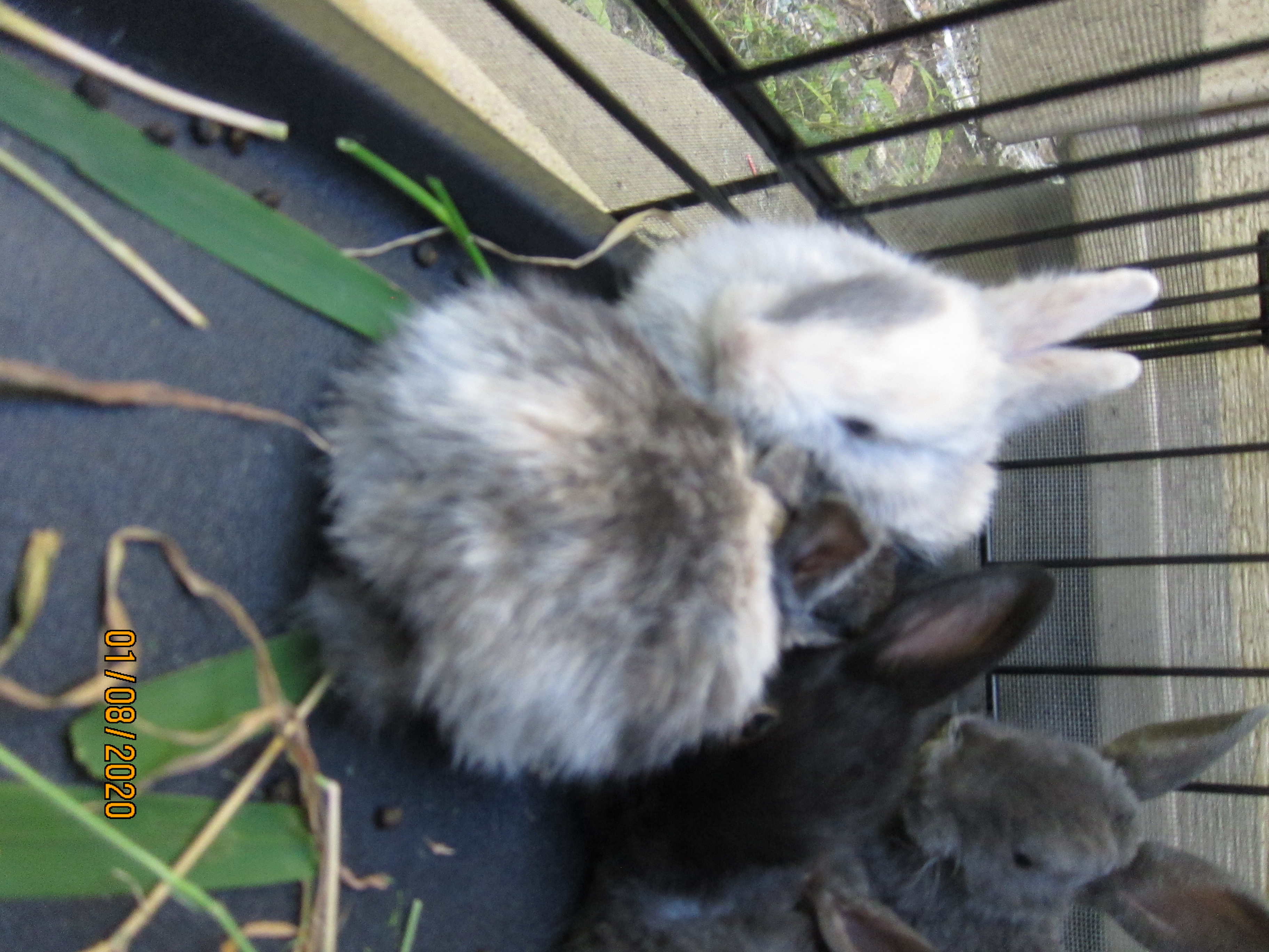 1 month old bunnies