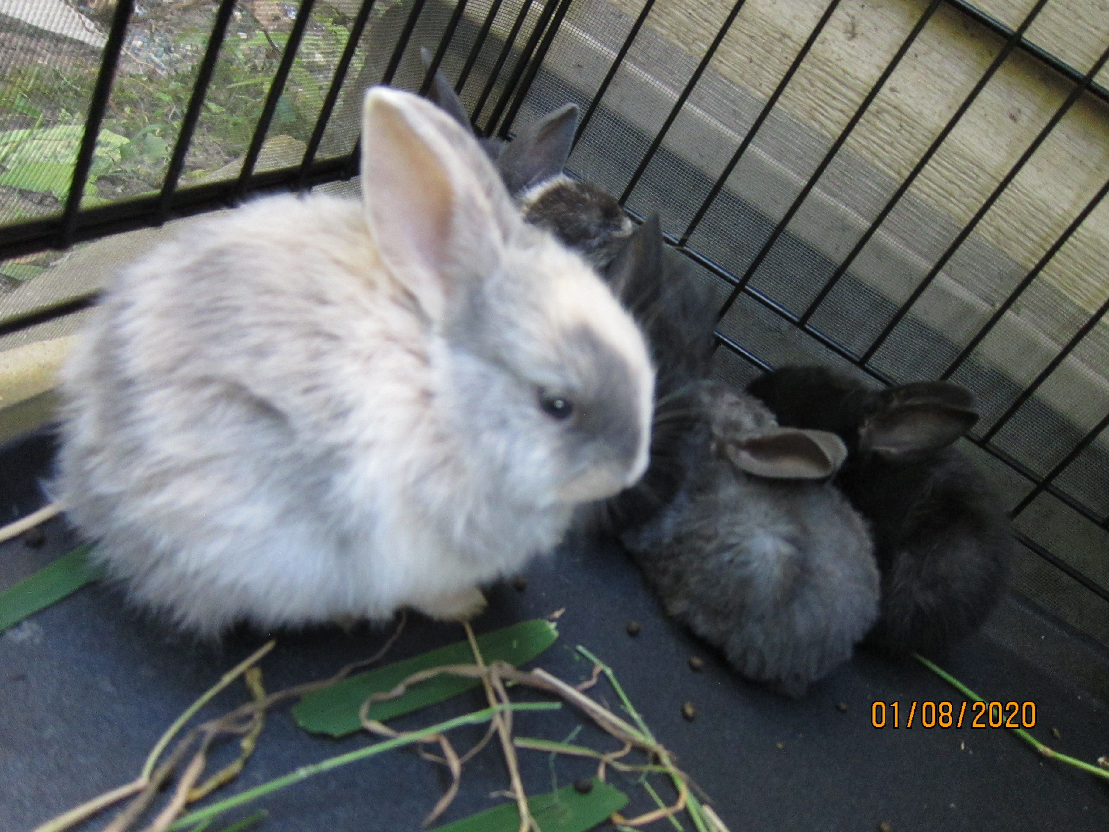 1 month old bunnies