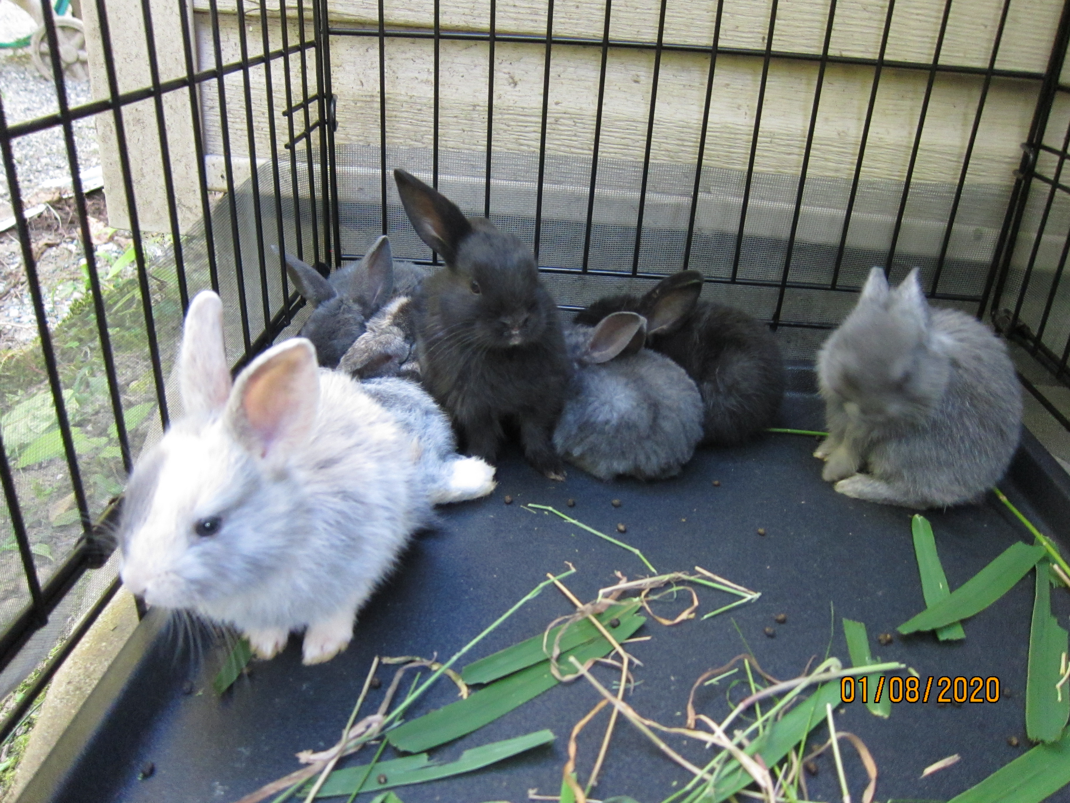 1 month old bunnies