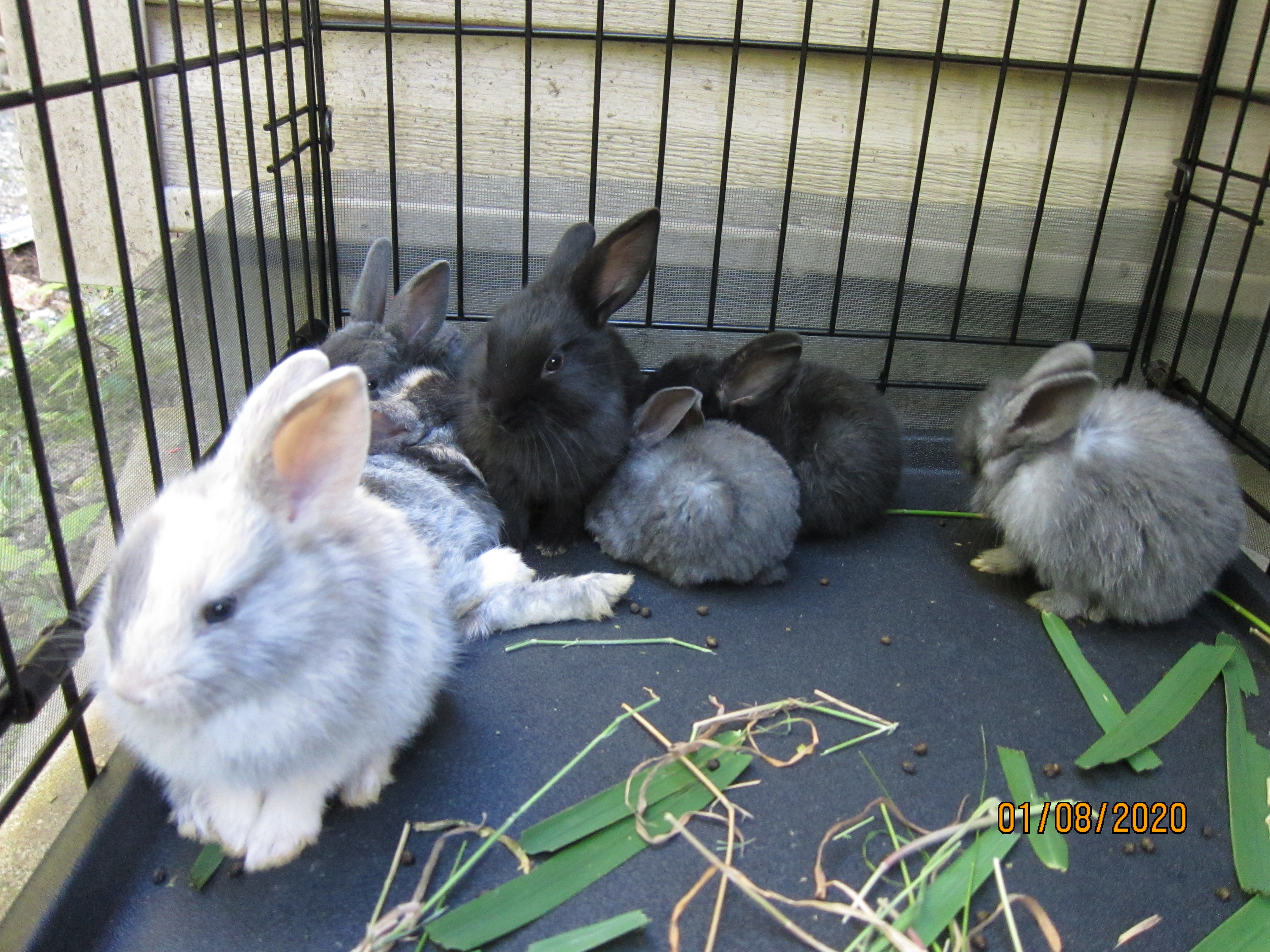 1 month old bunnies