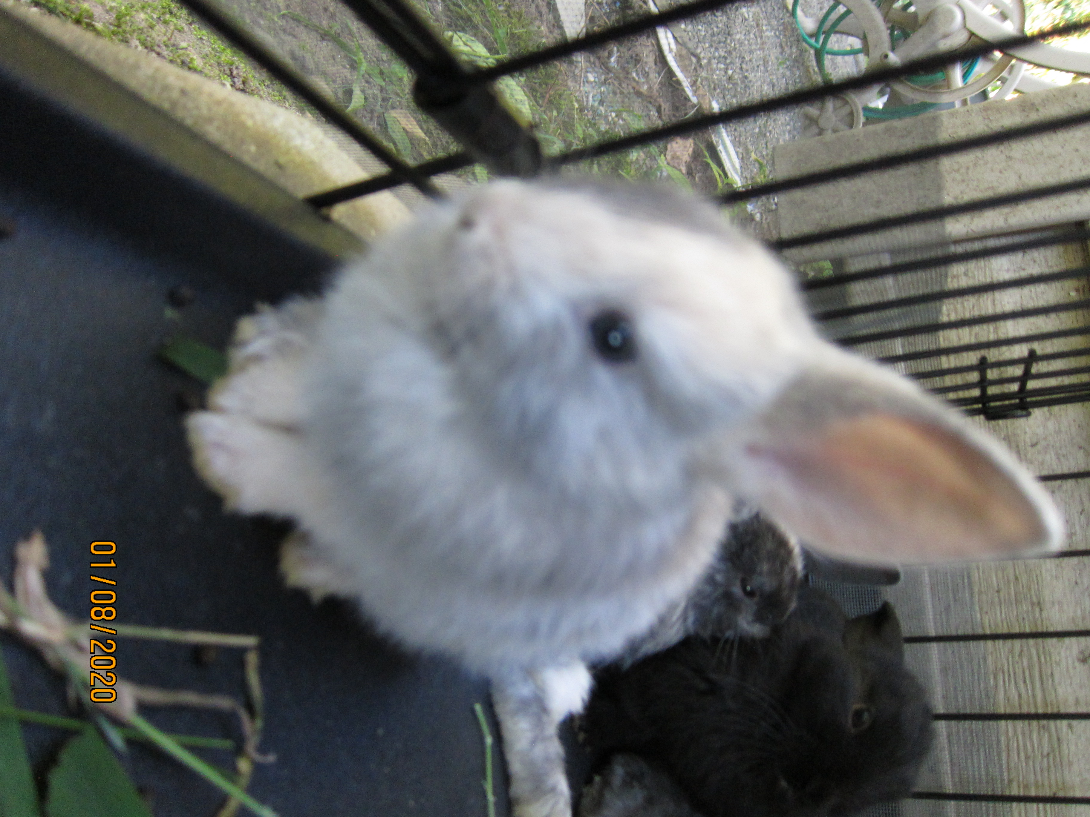 1 month old bunnies