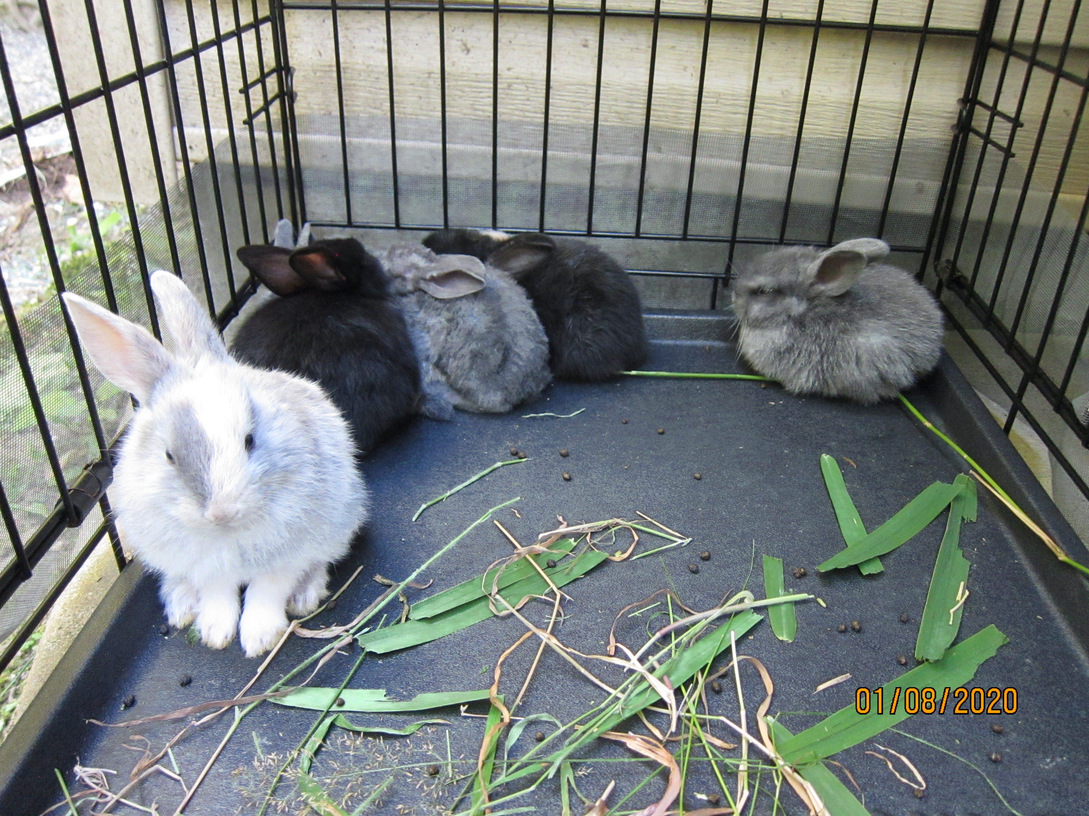 1 month old bunnies