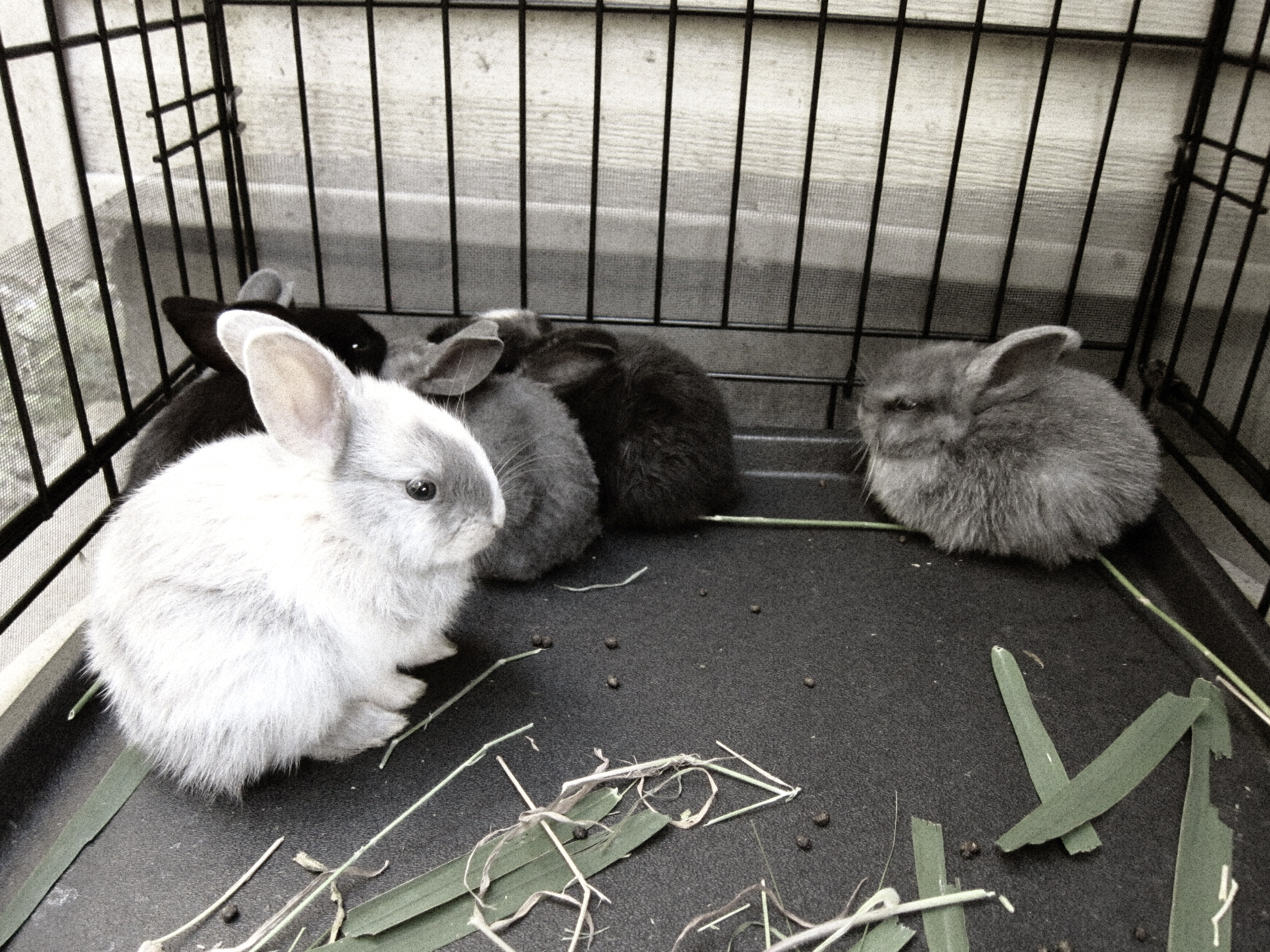 1 month old bunnies