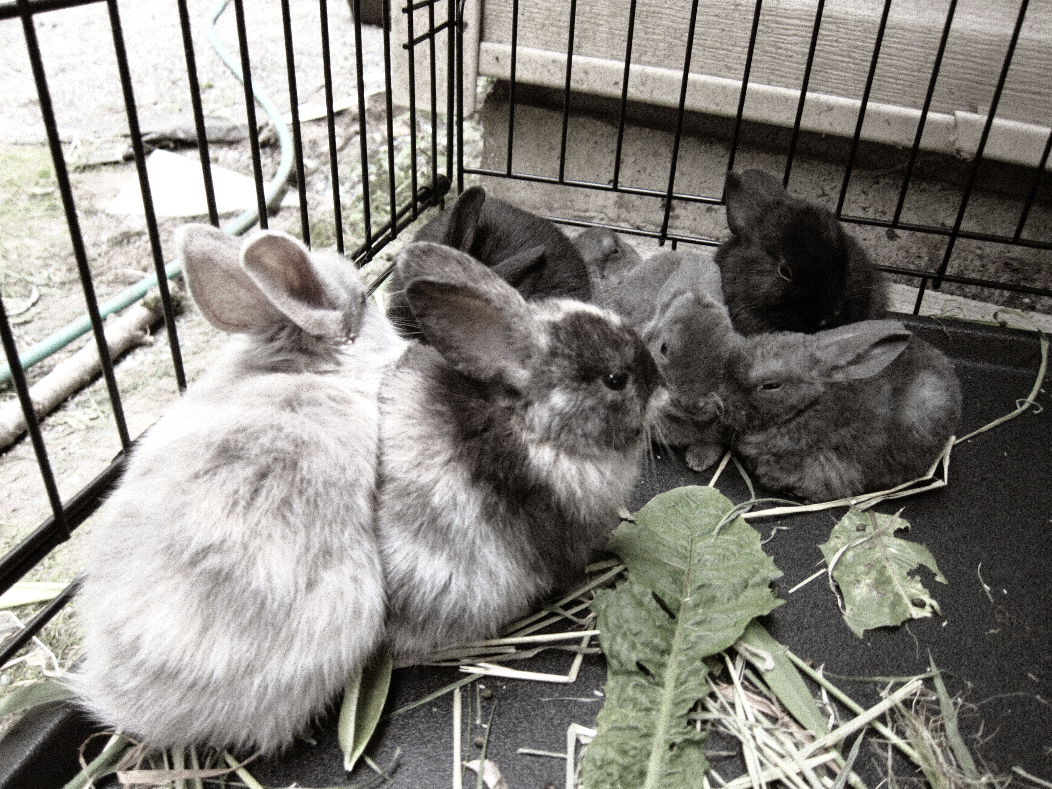 1 month old bunnies