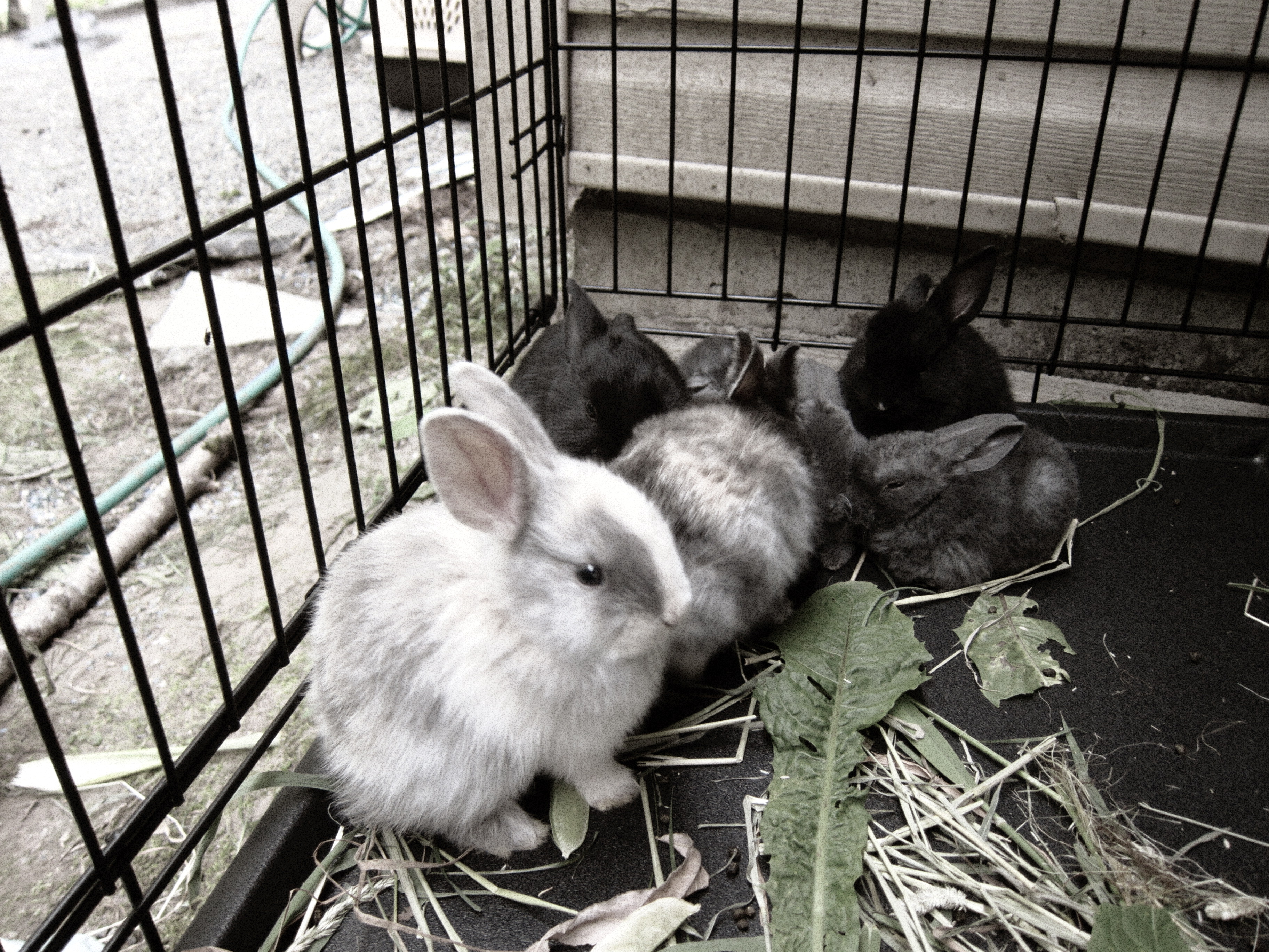 1 month old bunnies