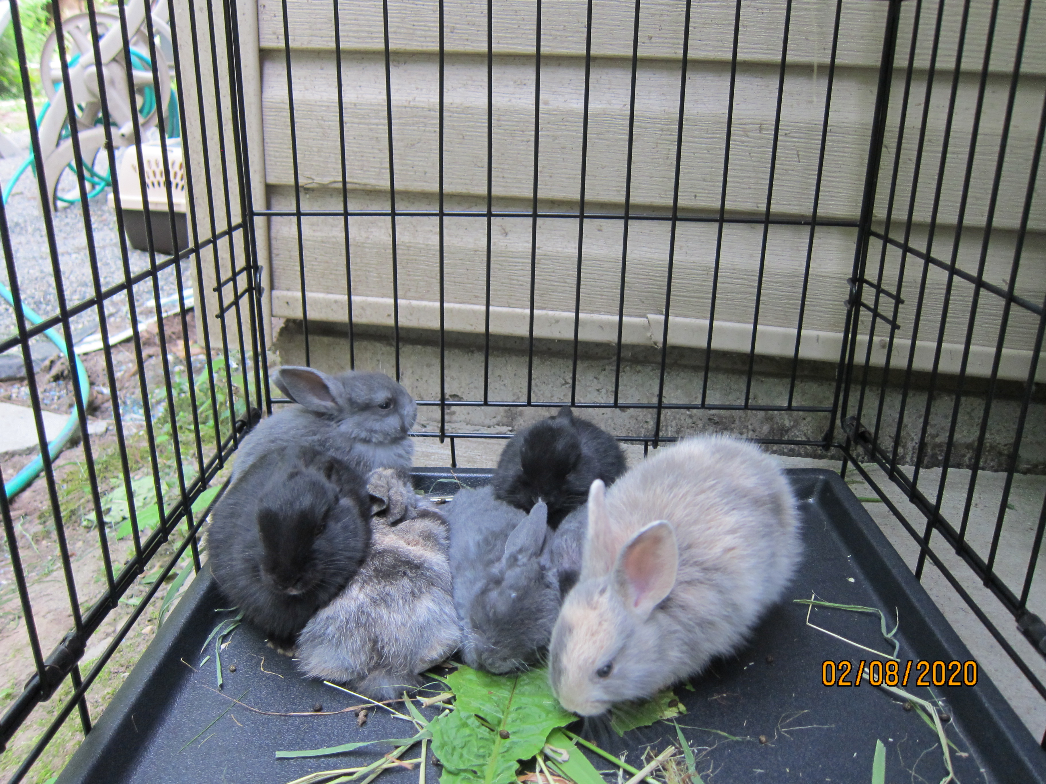 1 month old bunnies