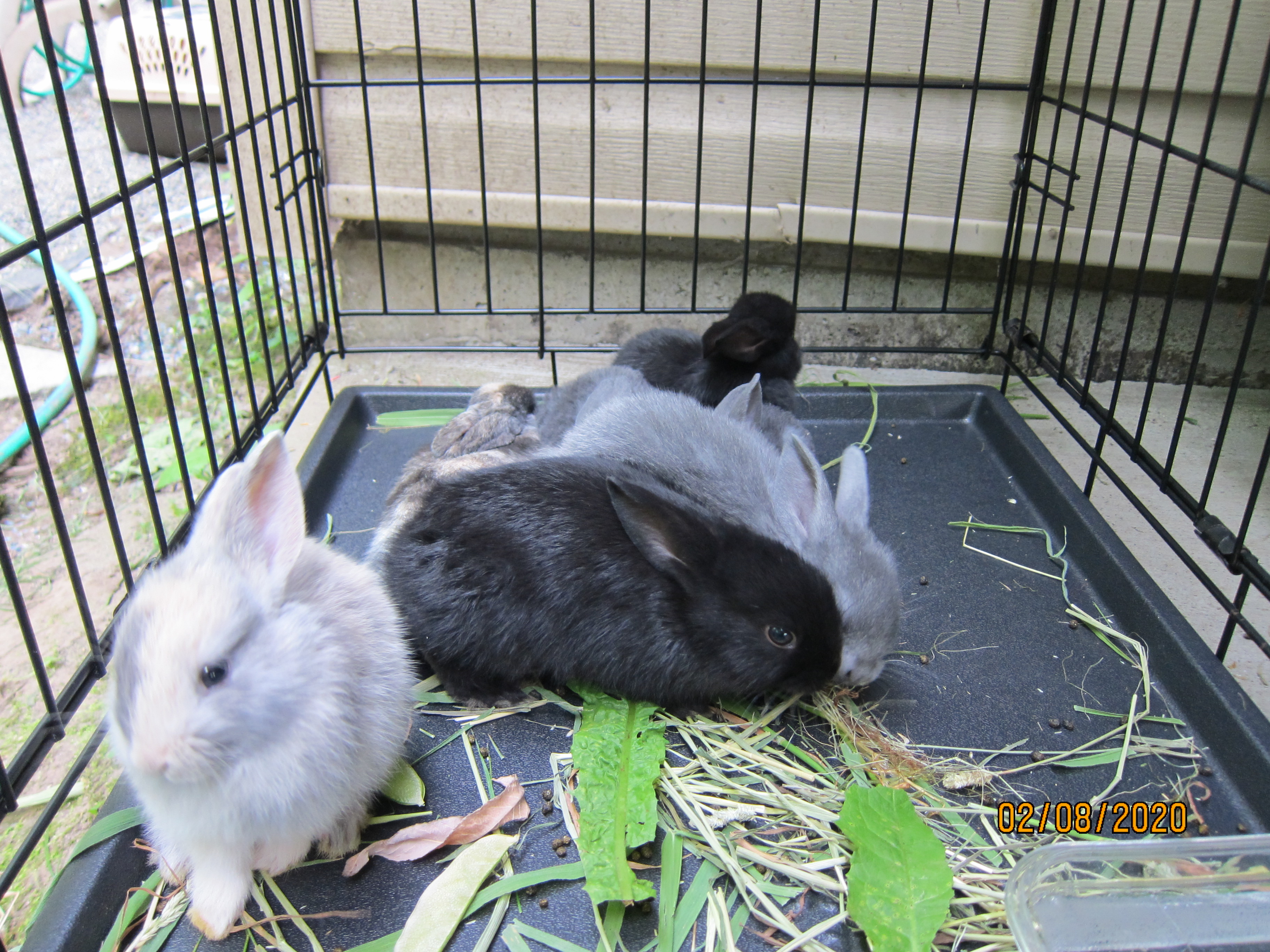 1 month old bunnies