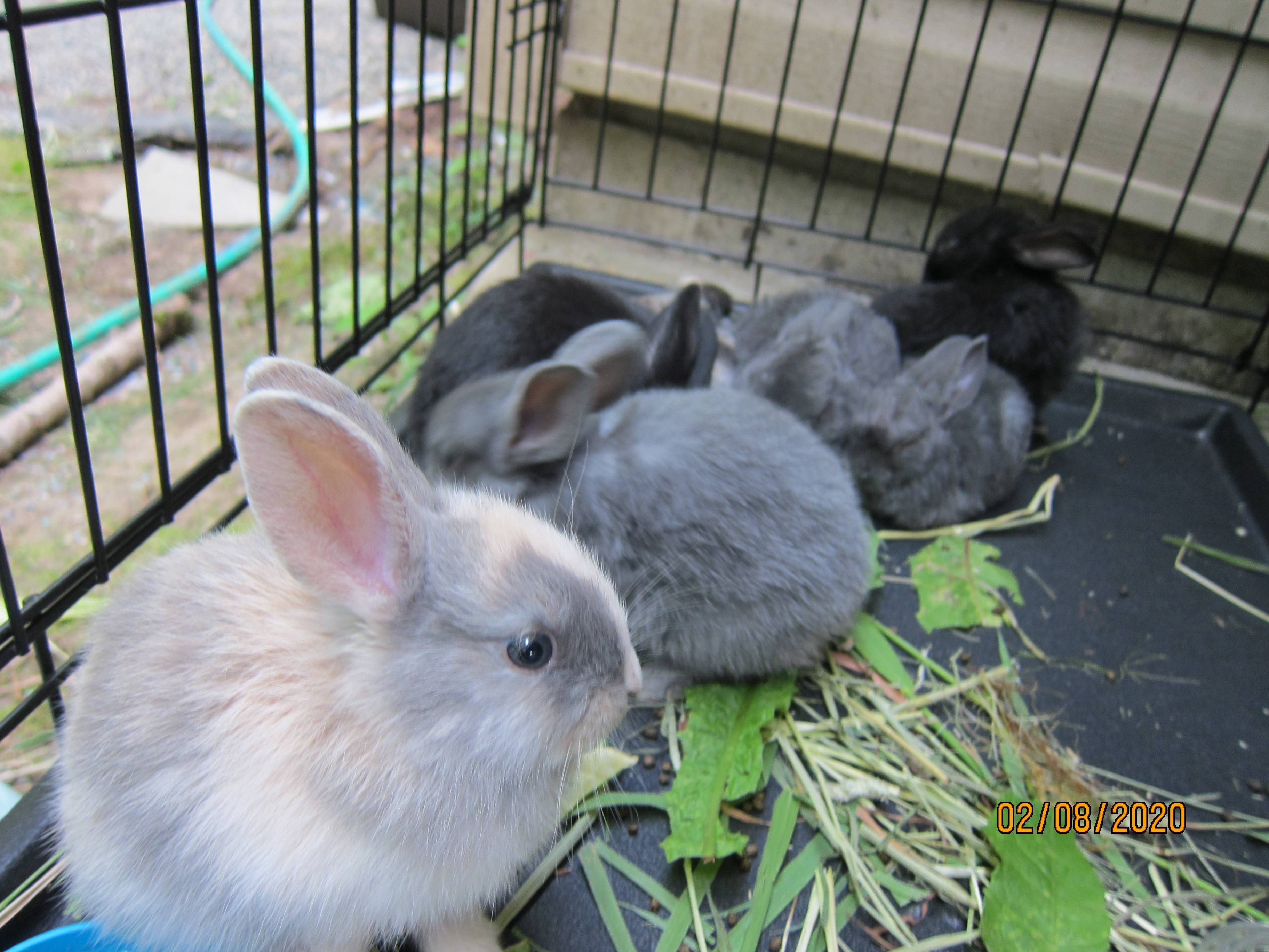 1 month old bunnies