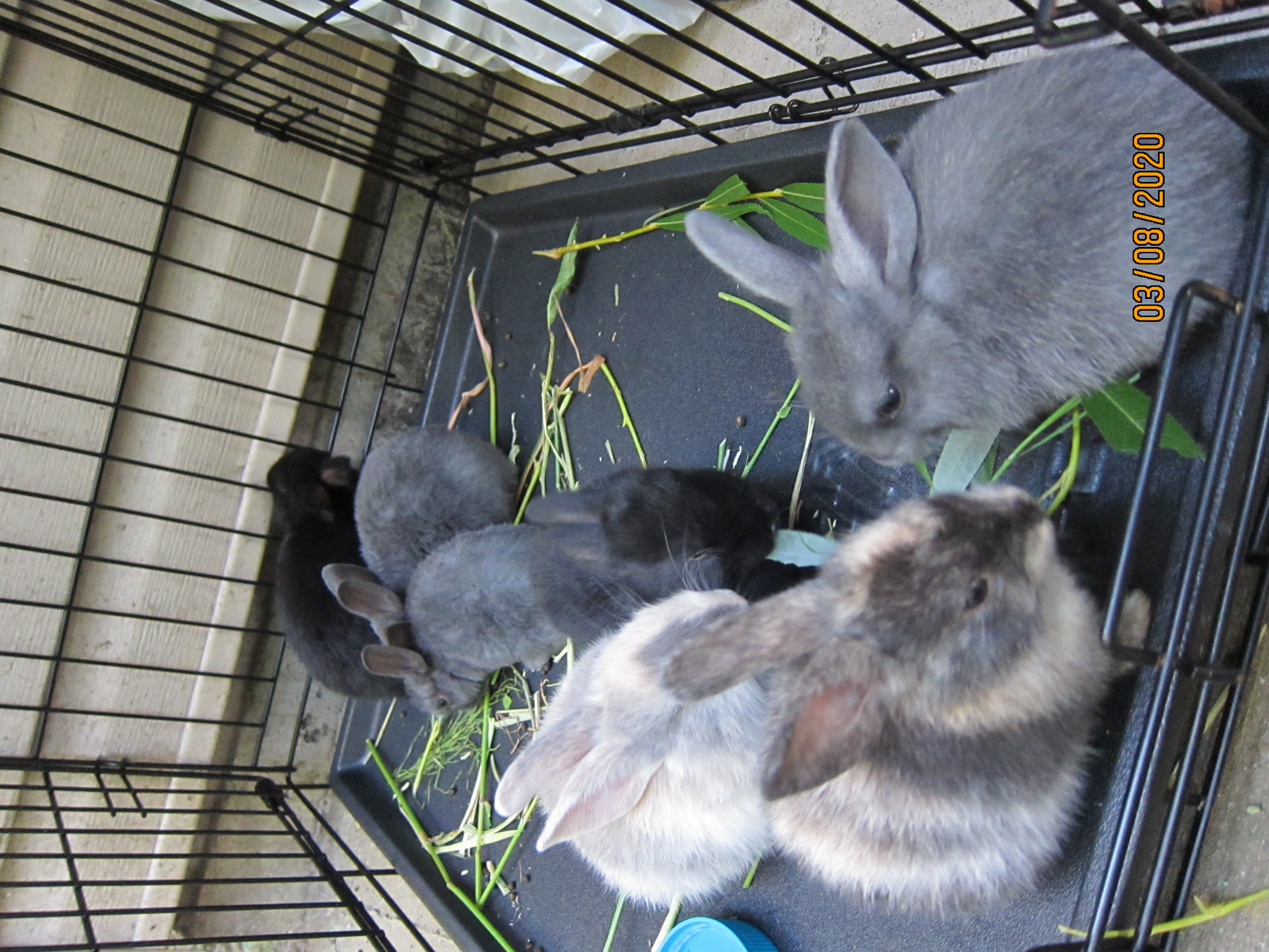 1 month old bunnies