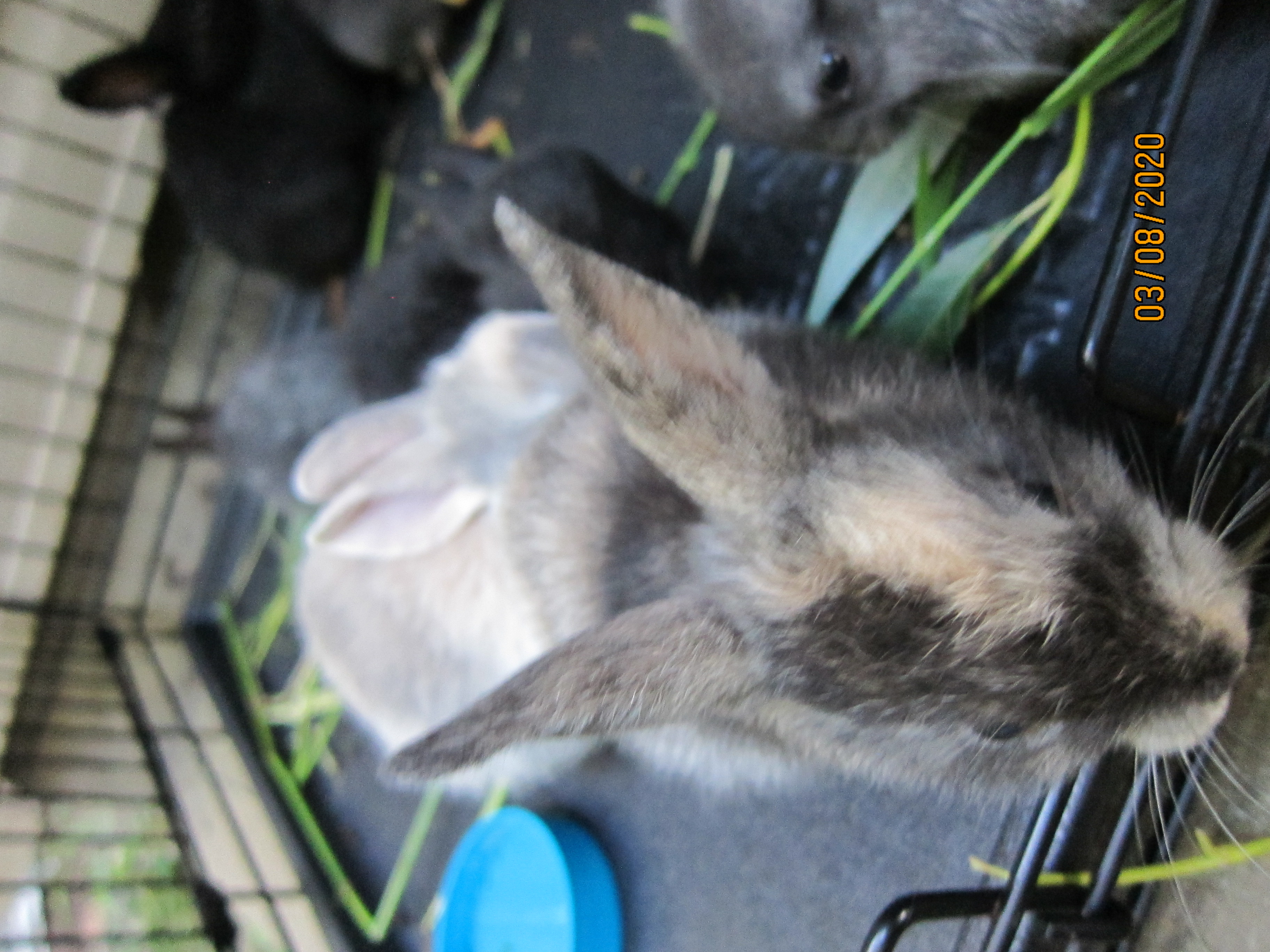 1 month old bunnies