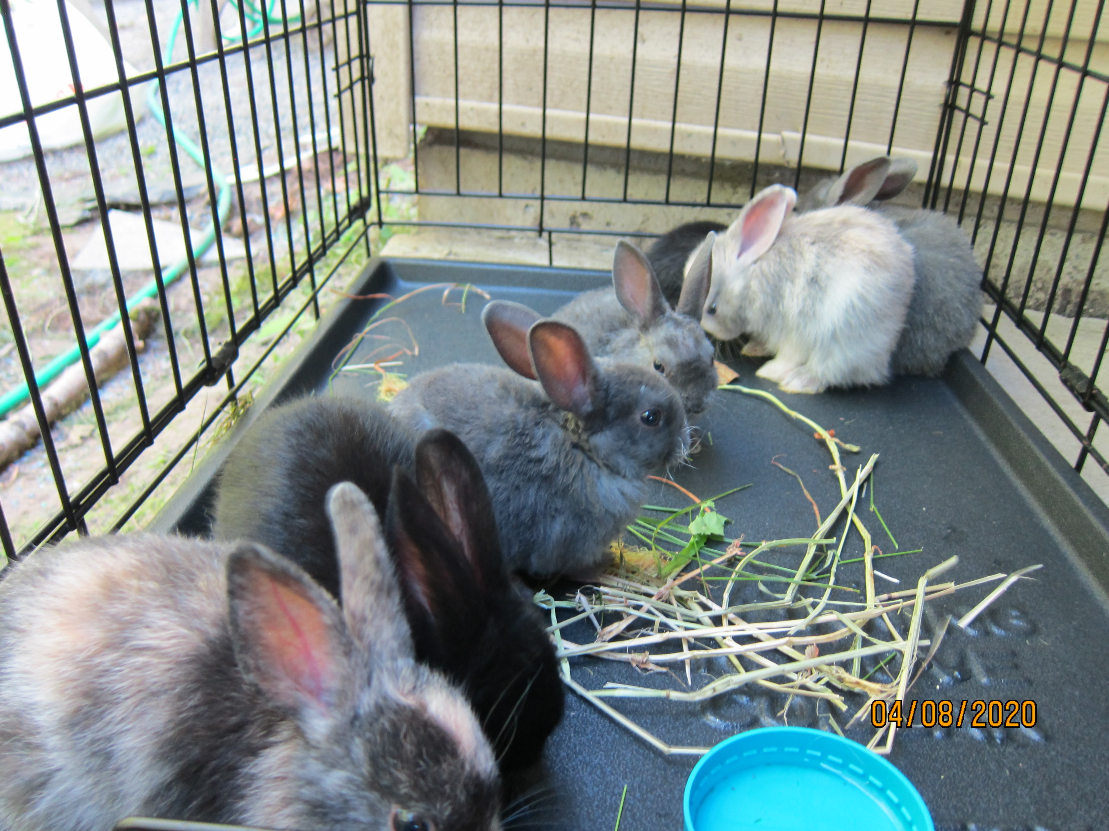 1 month old bunnies