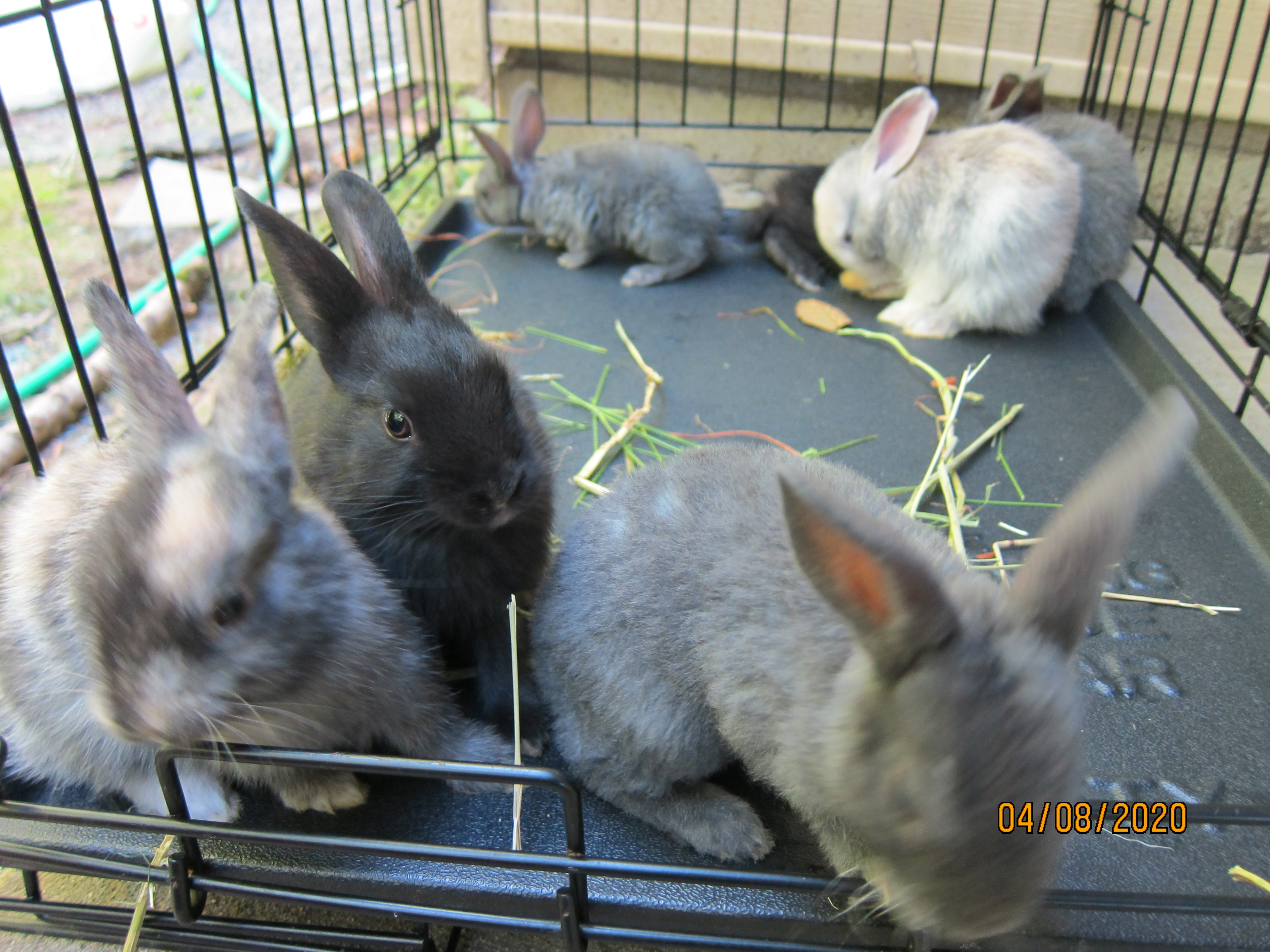 1 month old bunnies