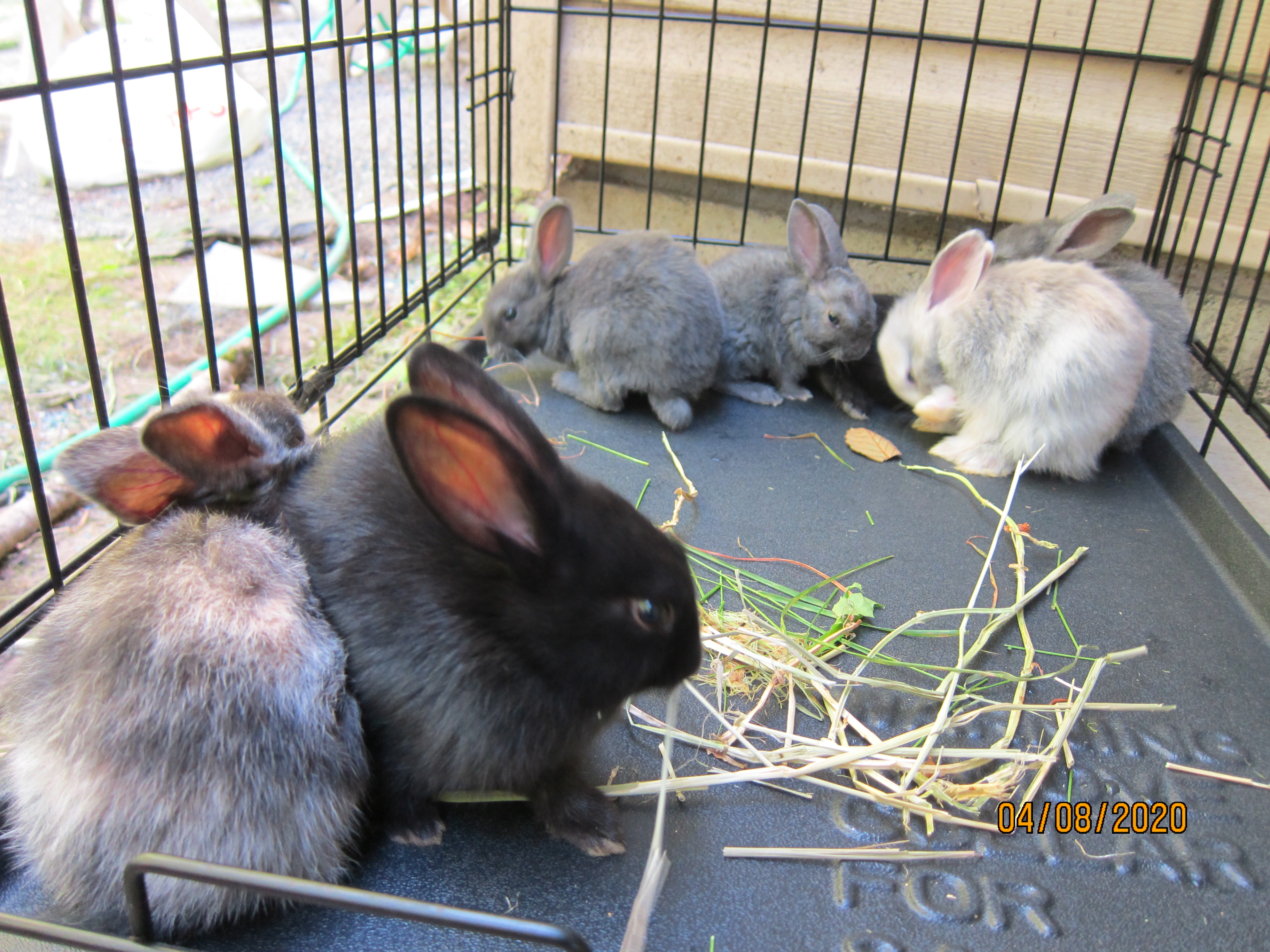 1 month old bunnies