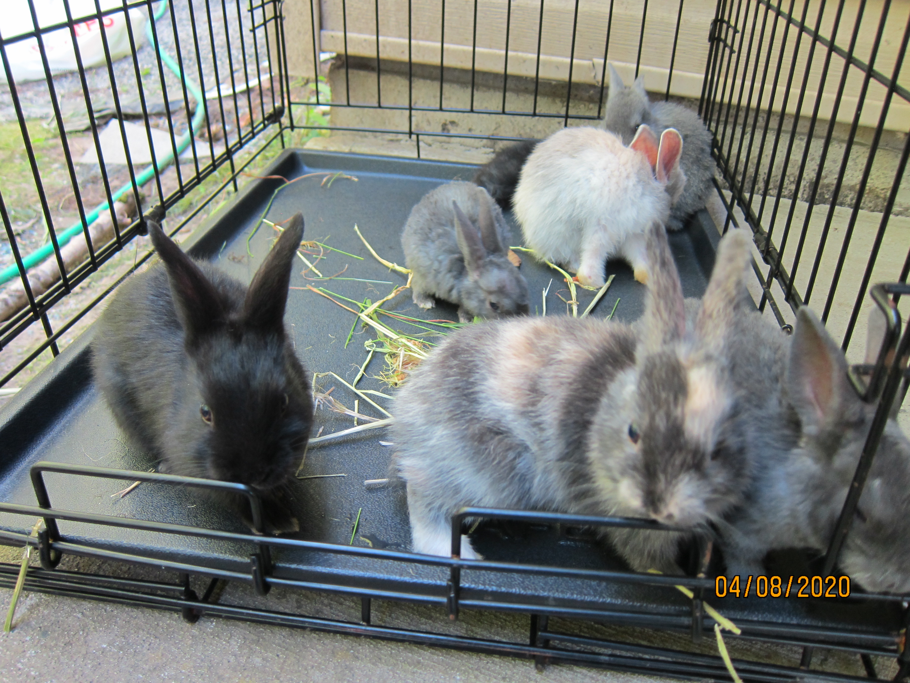 1 month old bunnies