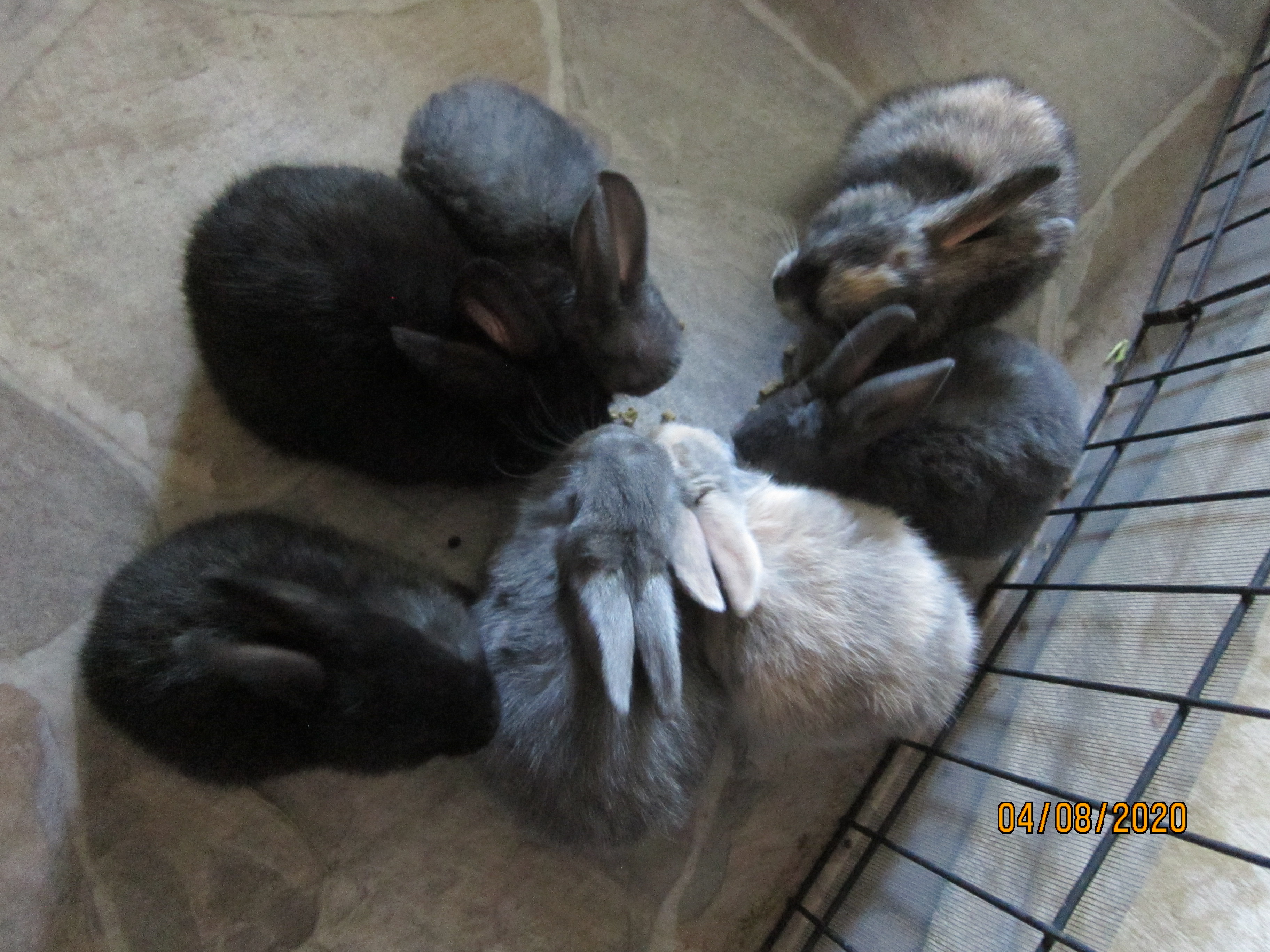 1 month old bunnies