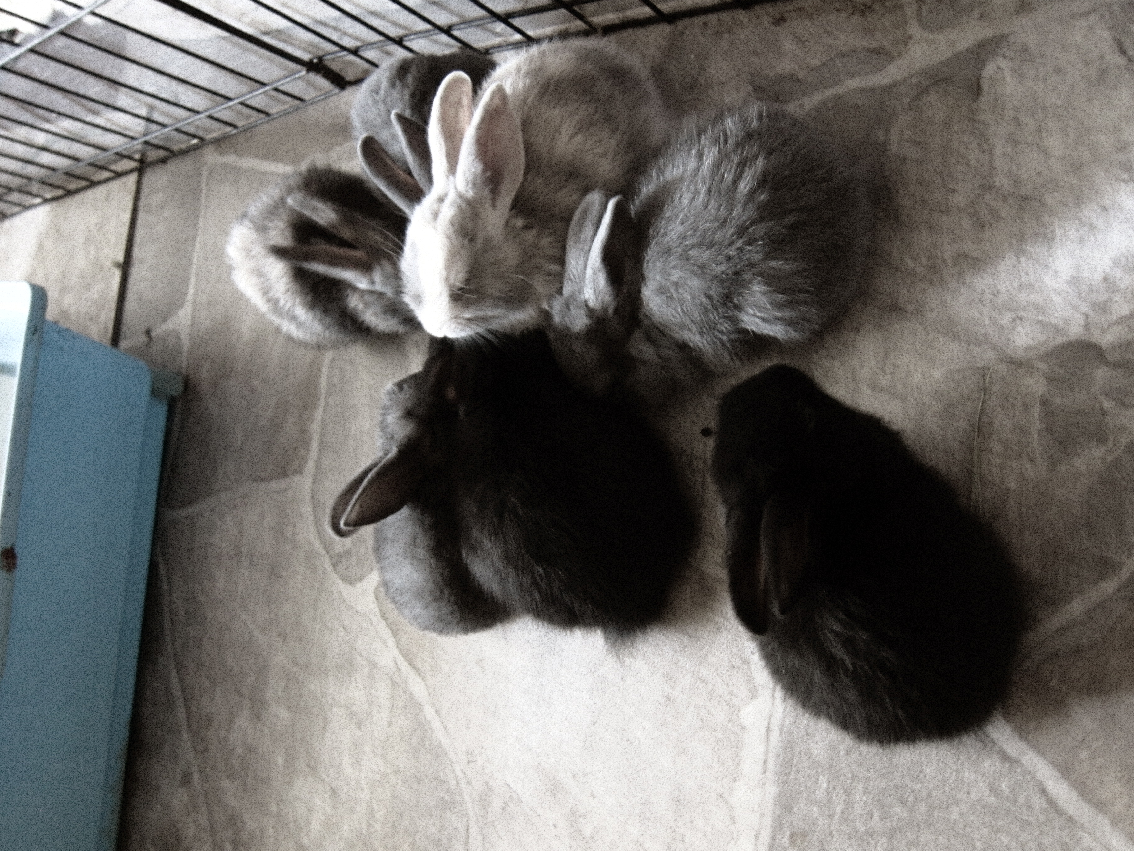 1 month old bunnies