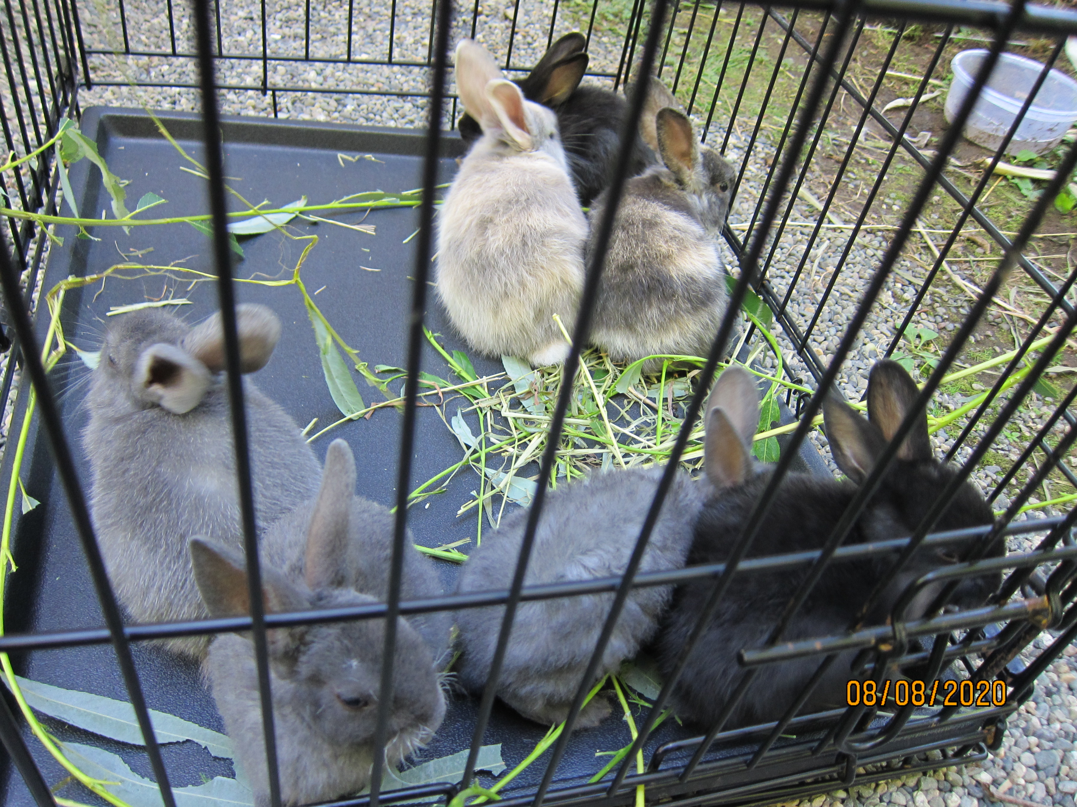 1 month old bunnies