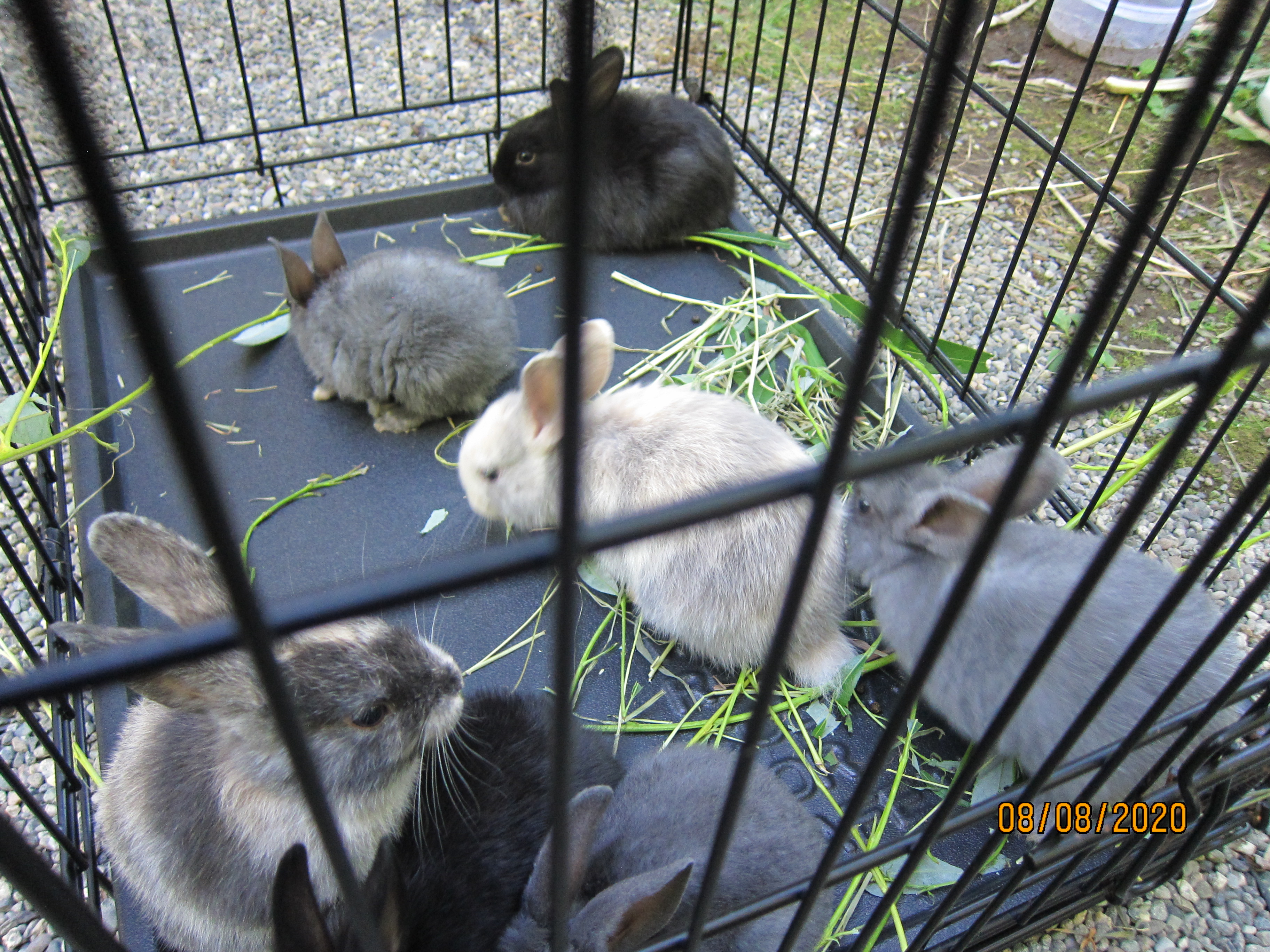 1 month old bunnies