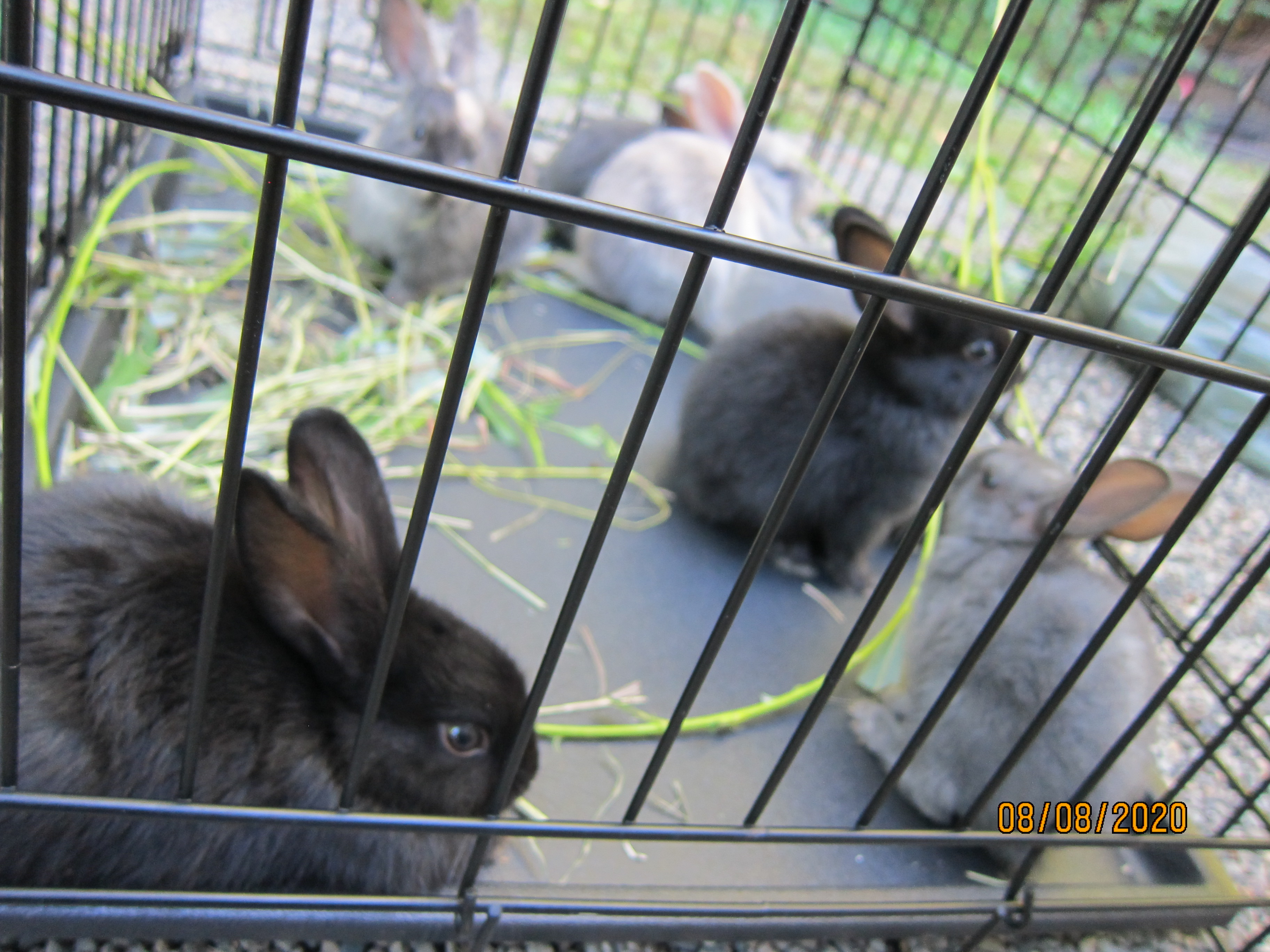 1 month old bunnies