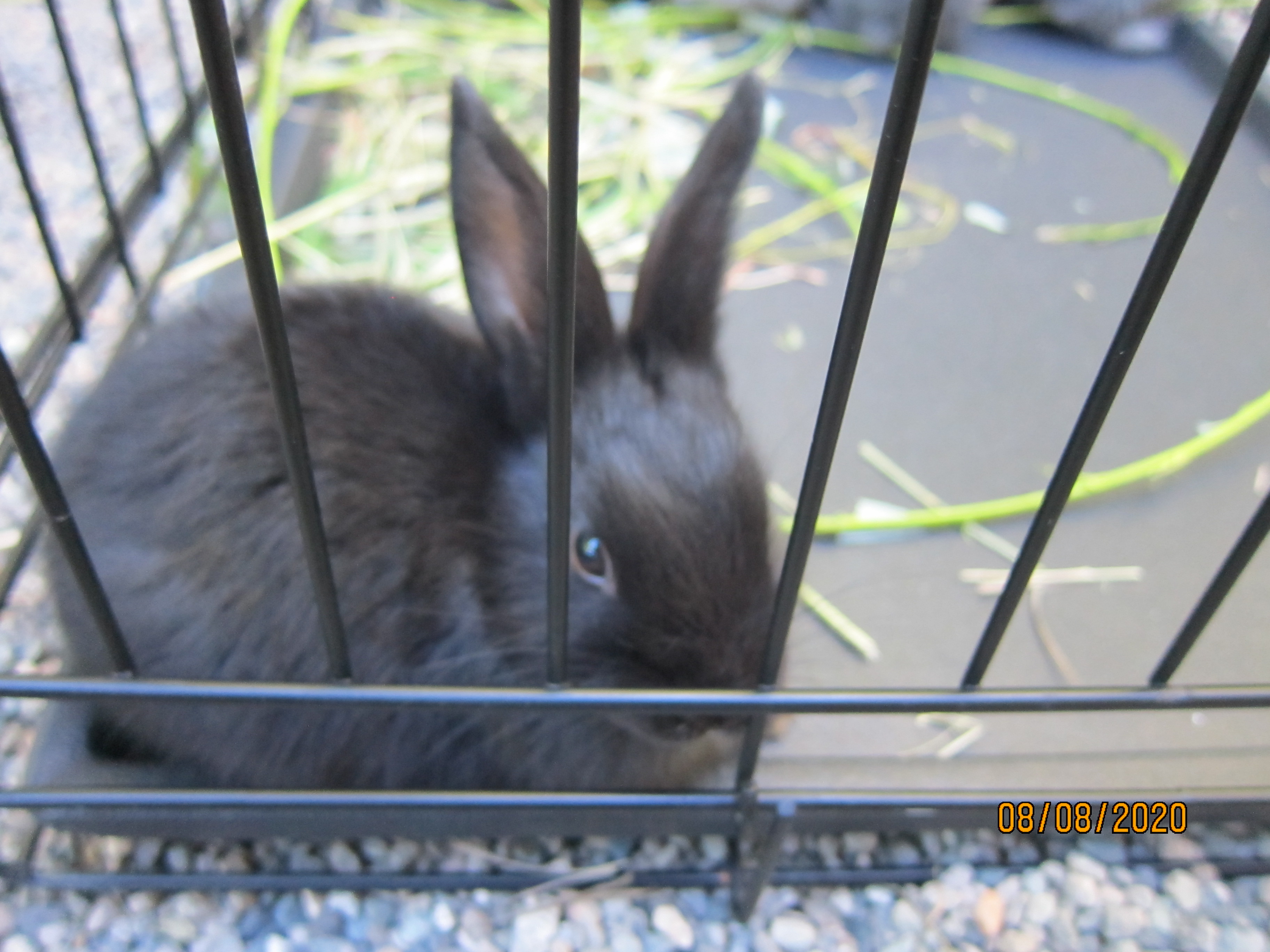 1 month old bunnies