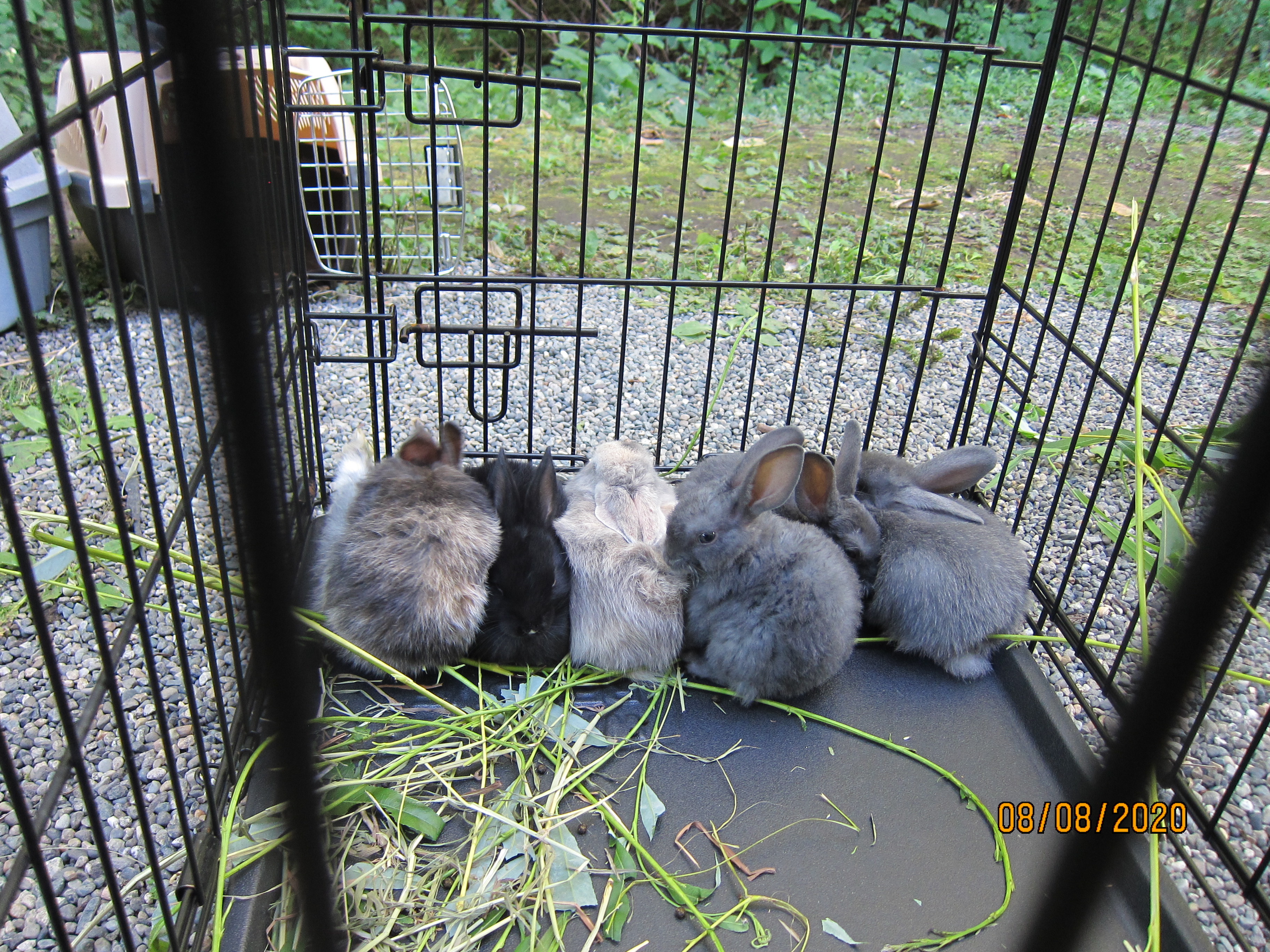 1 month old bunnies