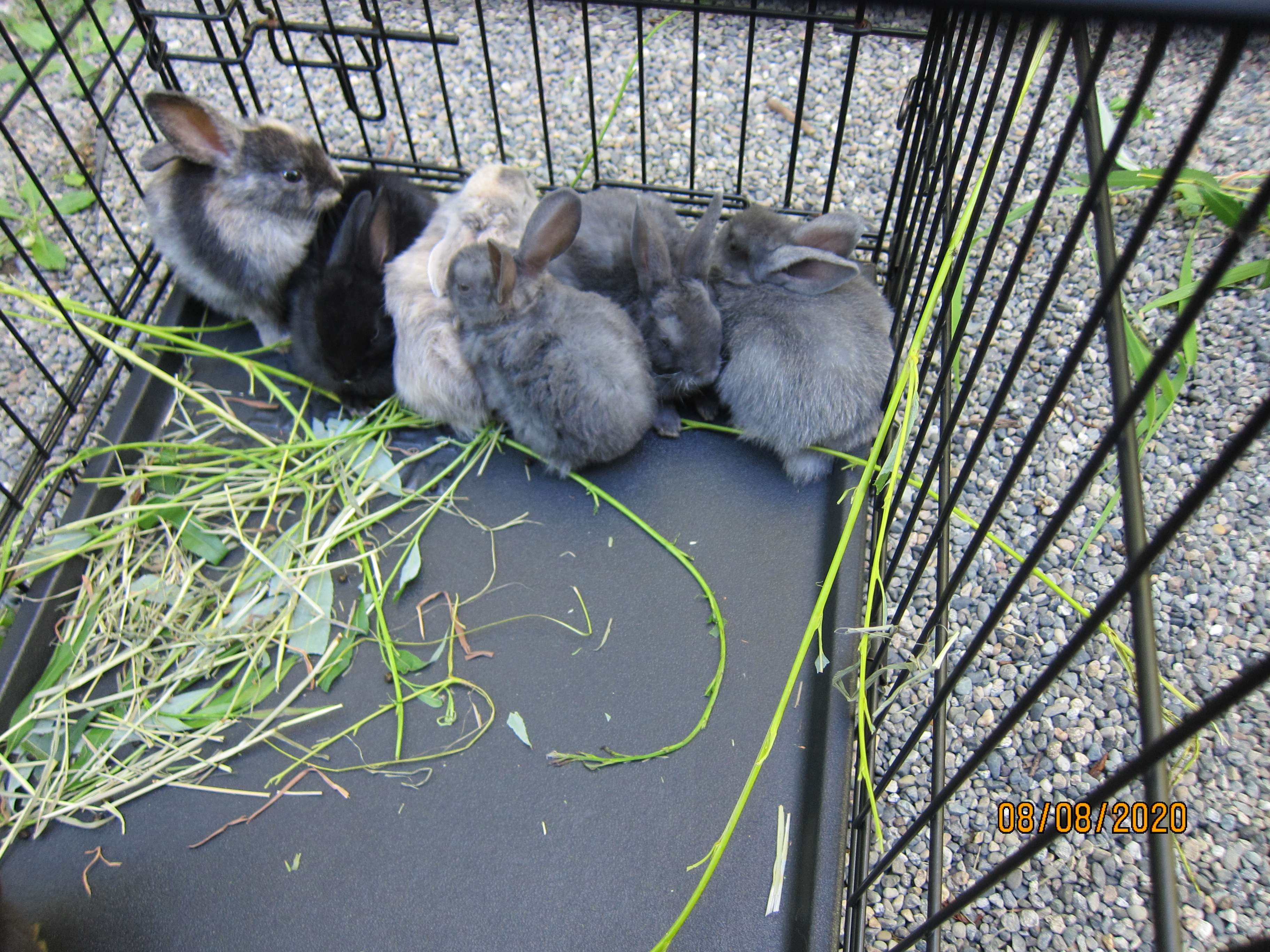 1 month old bunnies