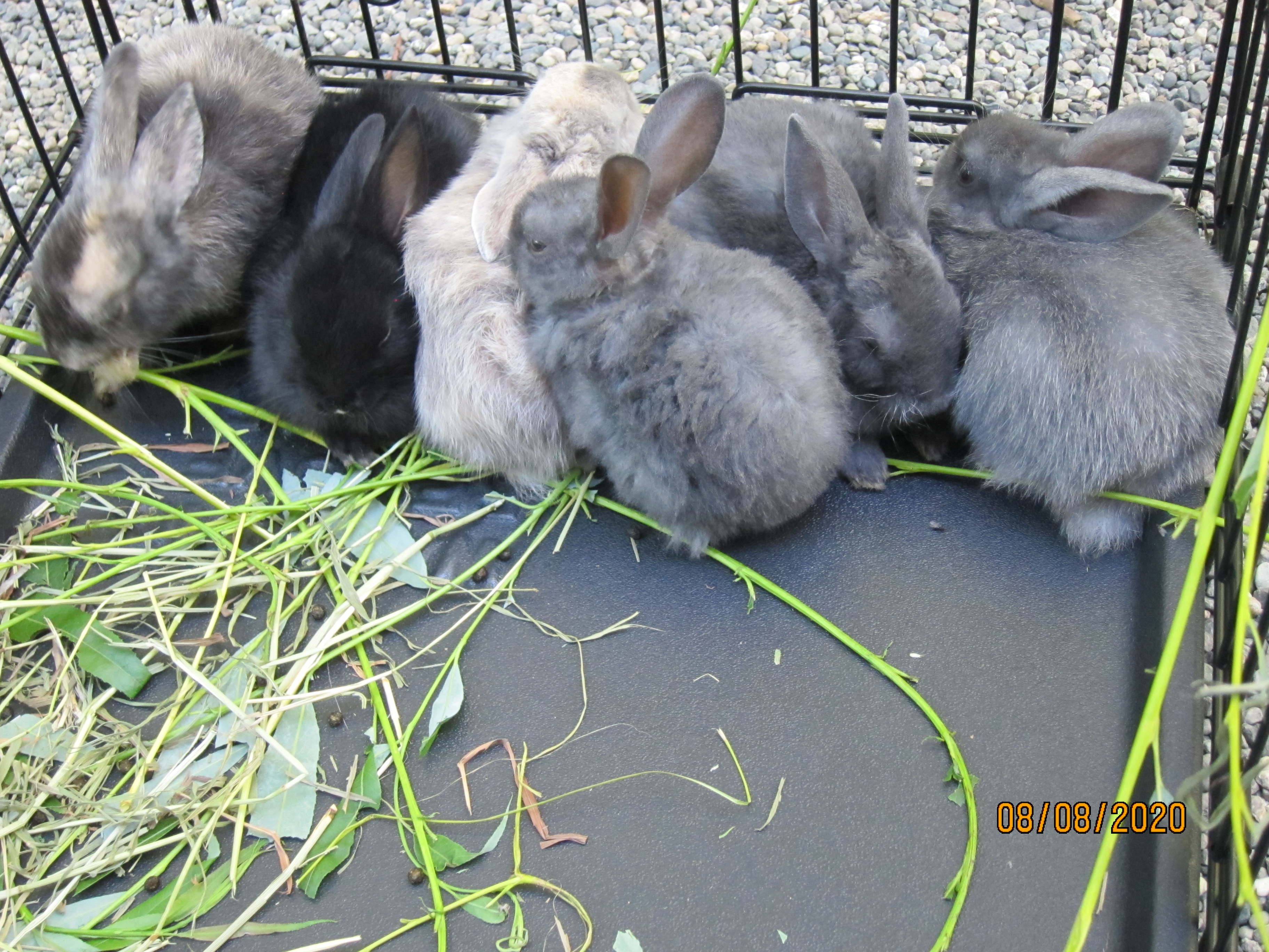 1 month old bunnies