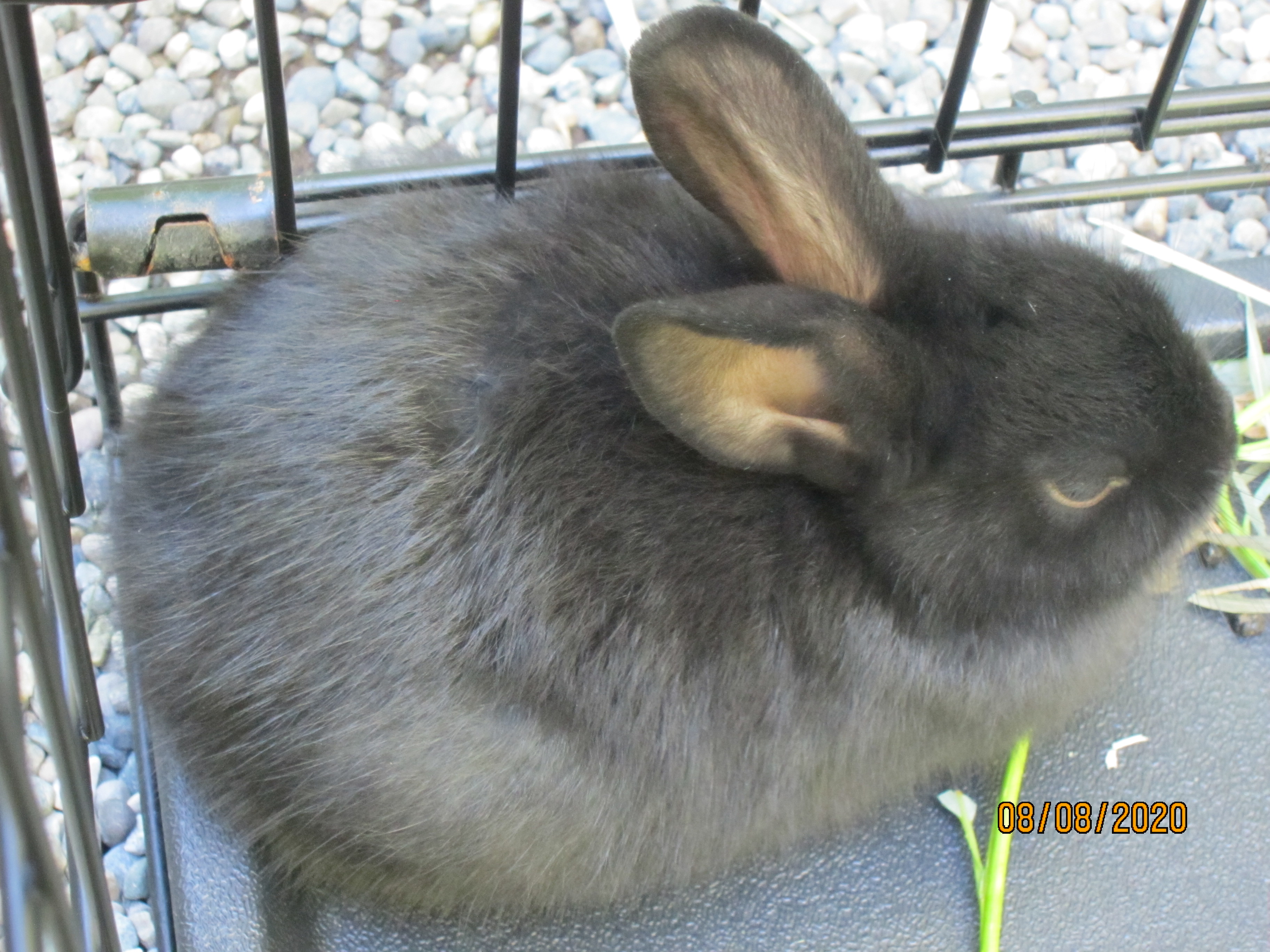 1 month old bunnies