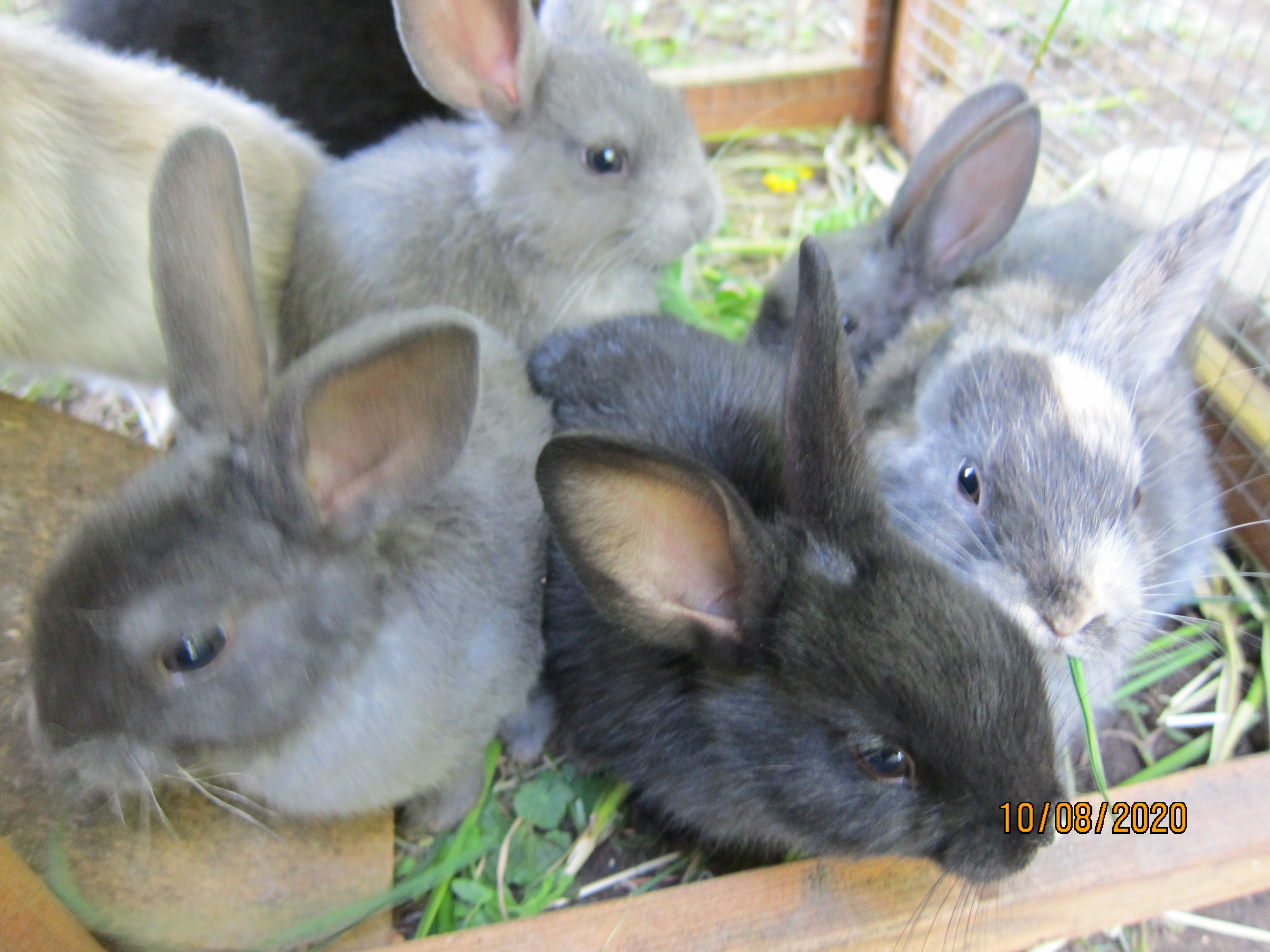 1 month old bunnies