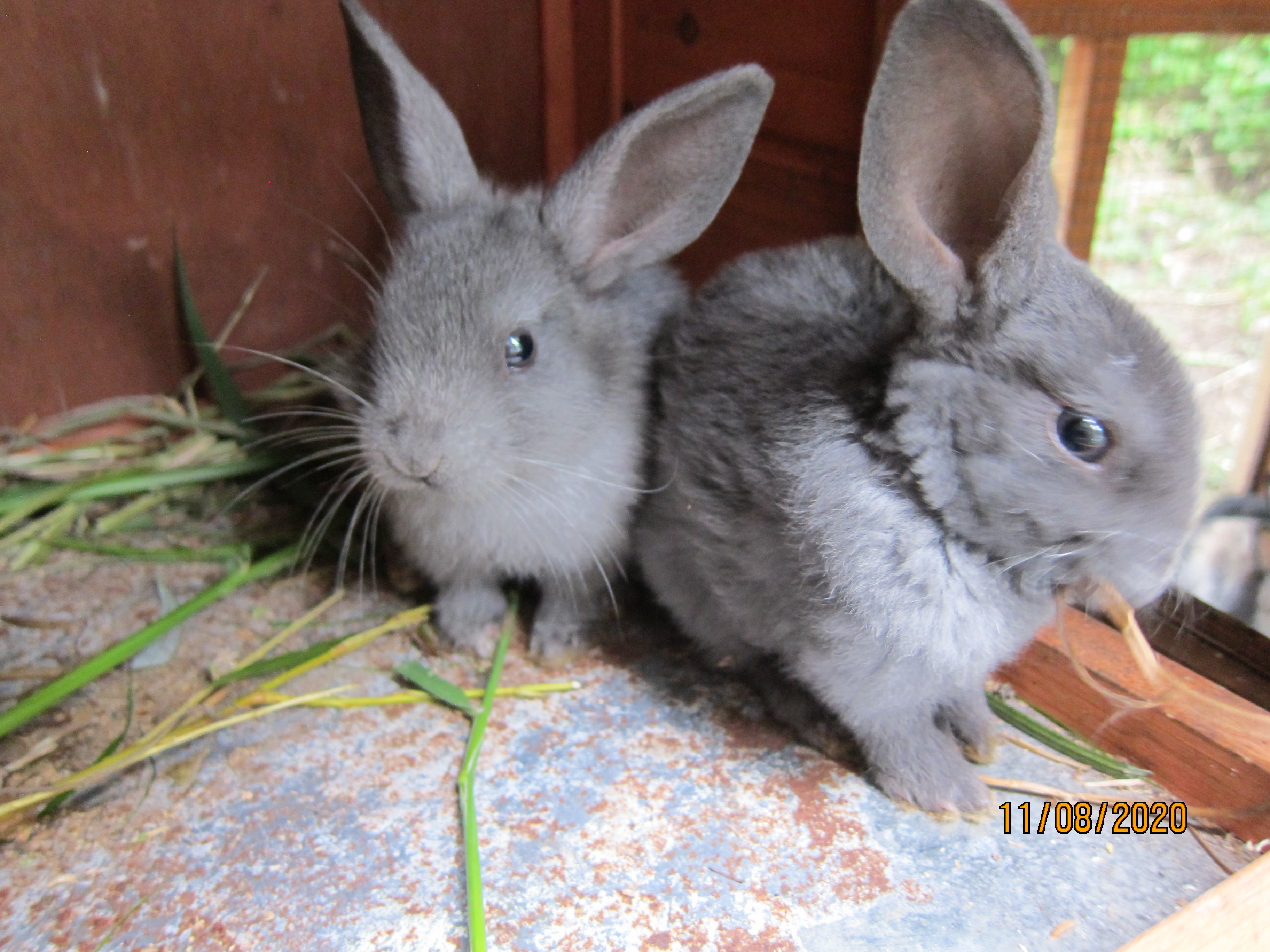 1 month old bunnies