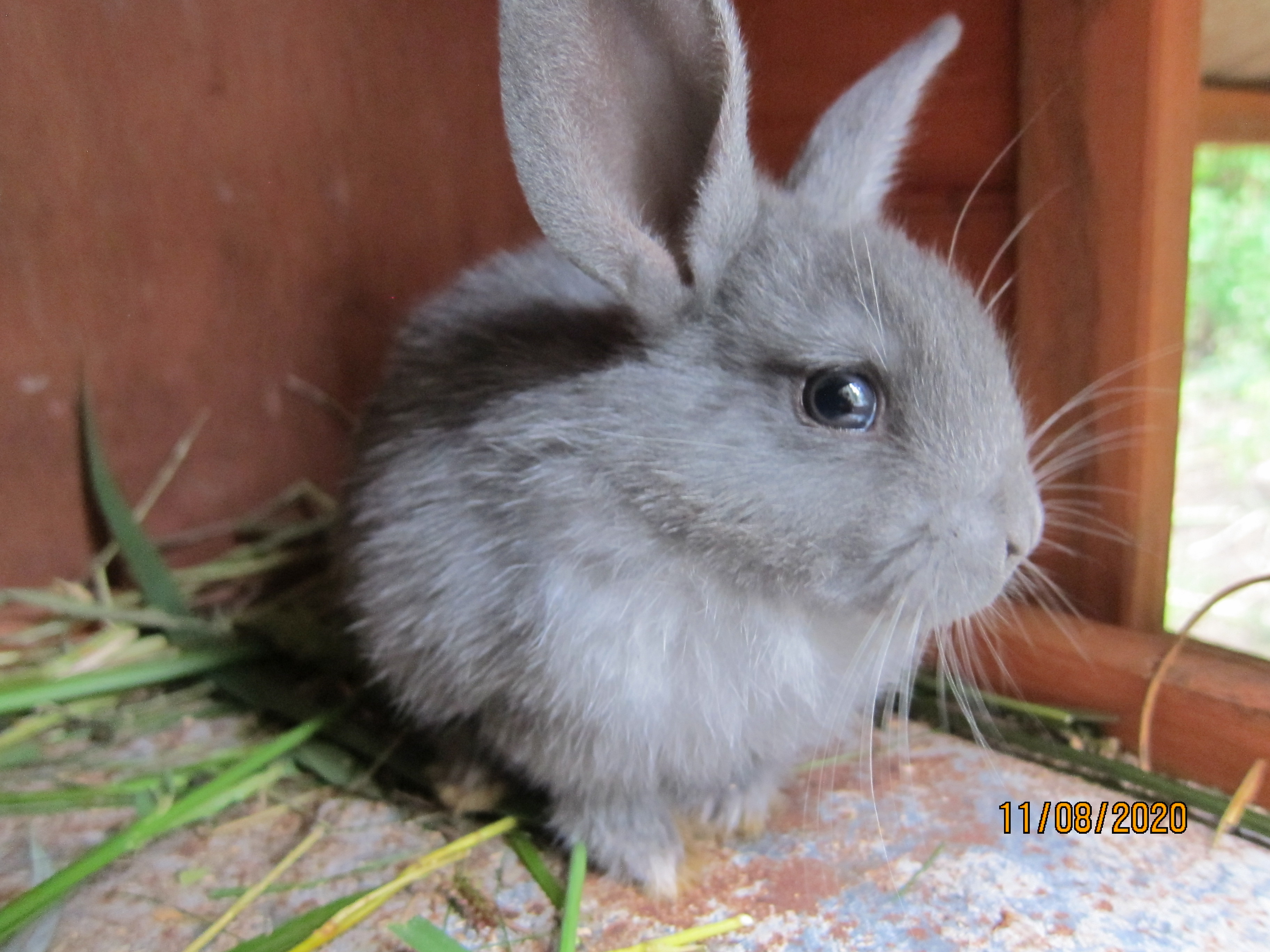 1 month old bunnies